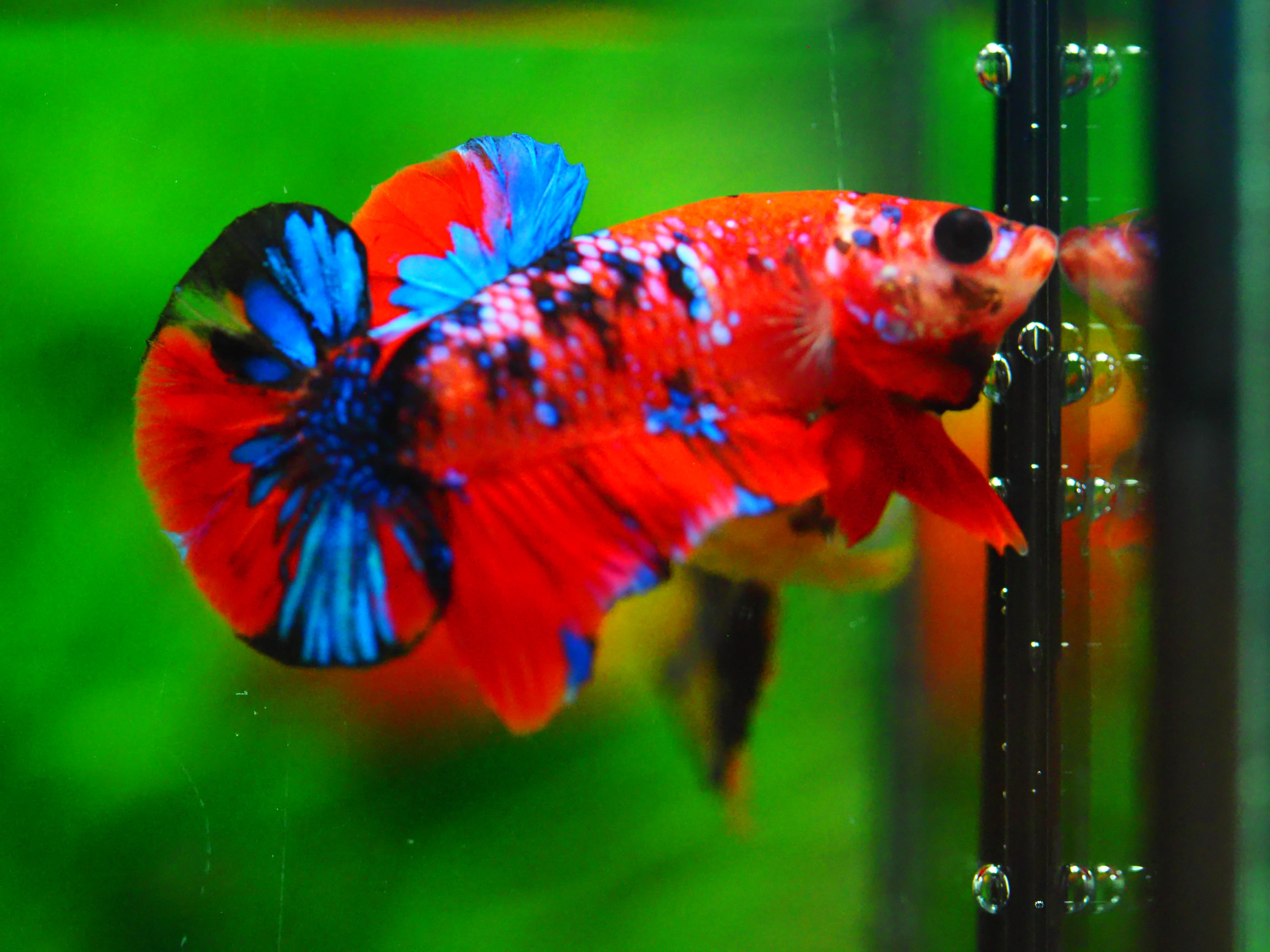 HMPK KOI GALAXY MALE GRADE A +++