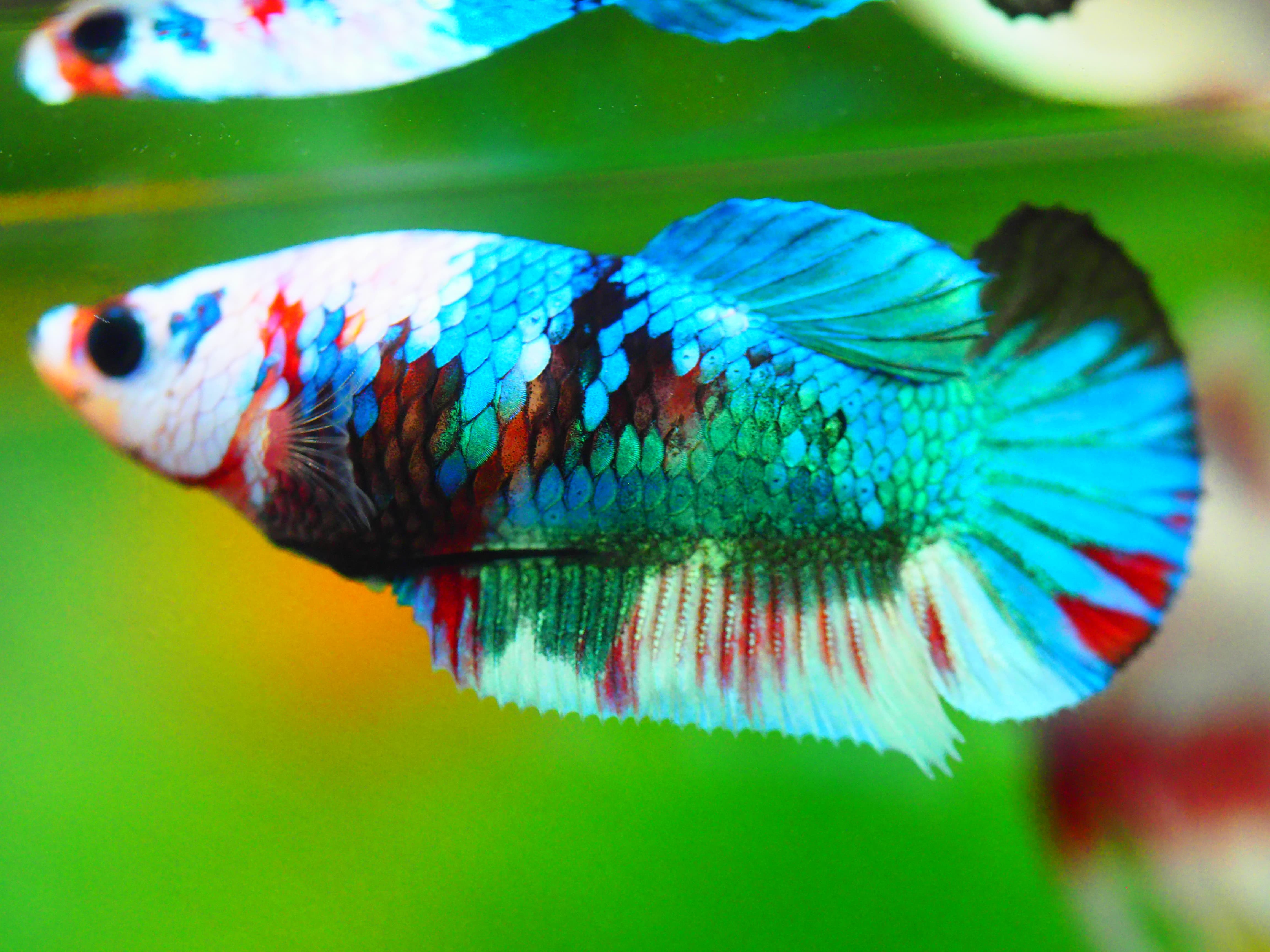 HMPK KOI GALAXY FN MALE GRADE A +++