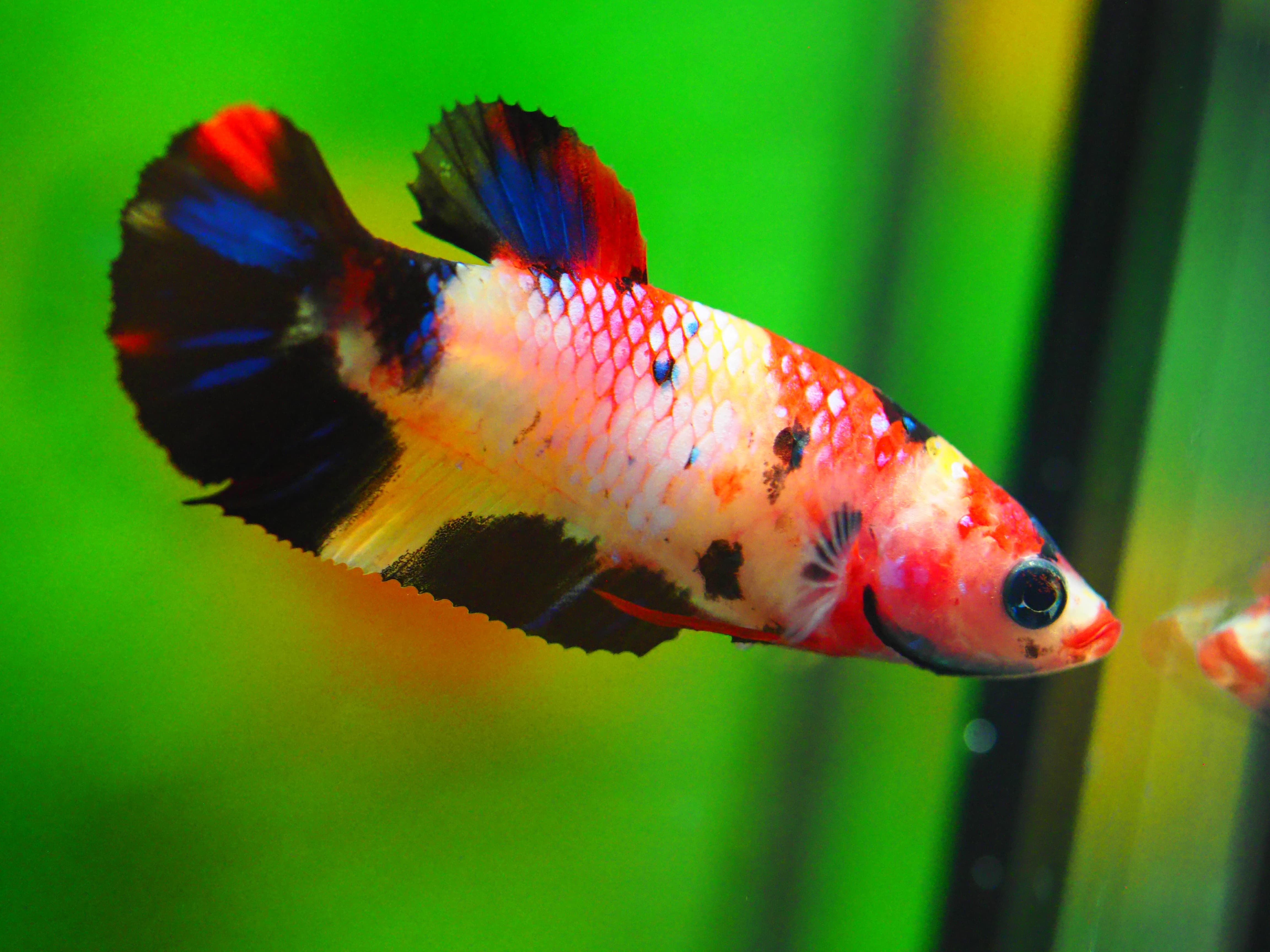 HMPK KOI GALAXY FNMALE GRADE A +++