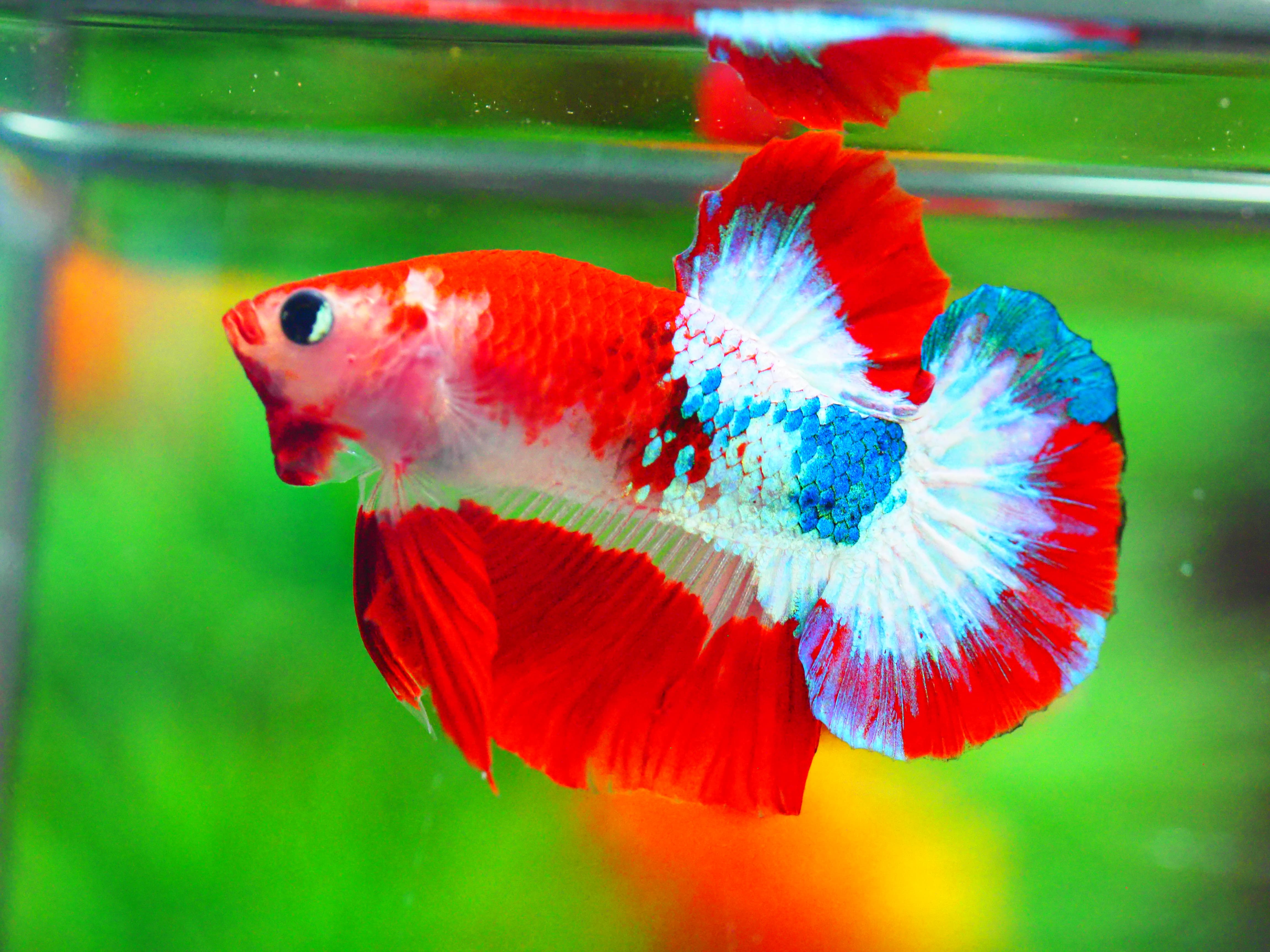 HMPK FANCY MALE GRADE A +++