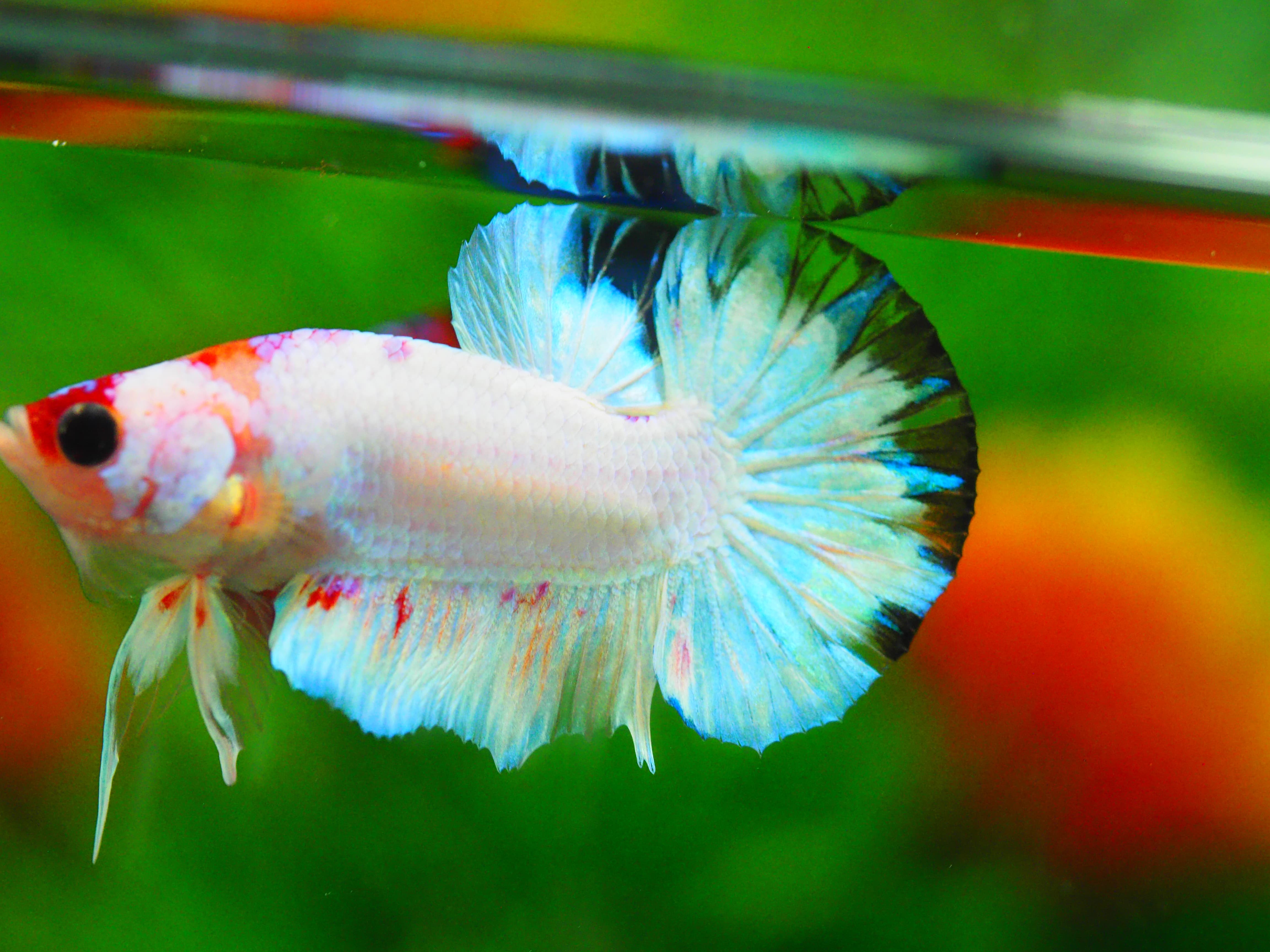 HMPK KOI FANCY MALE GRADE A+++ ปลาเด็ก