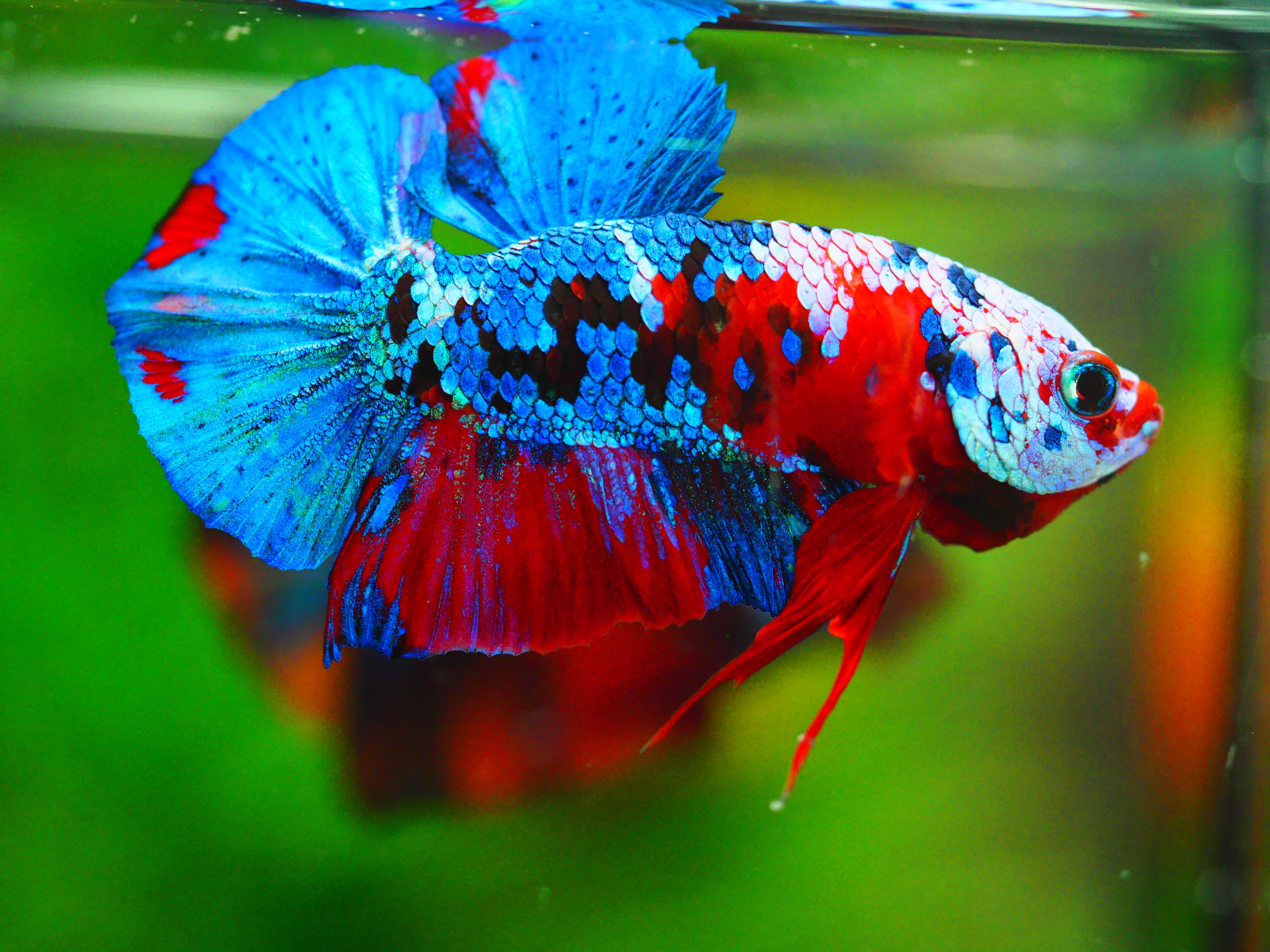 HMPK KOI GALAXY MALE GRADE A +++