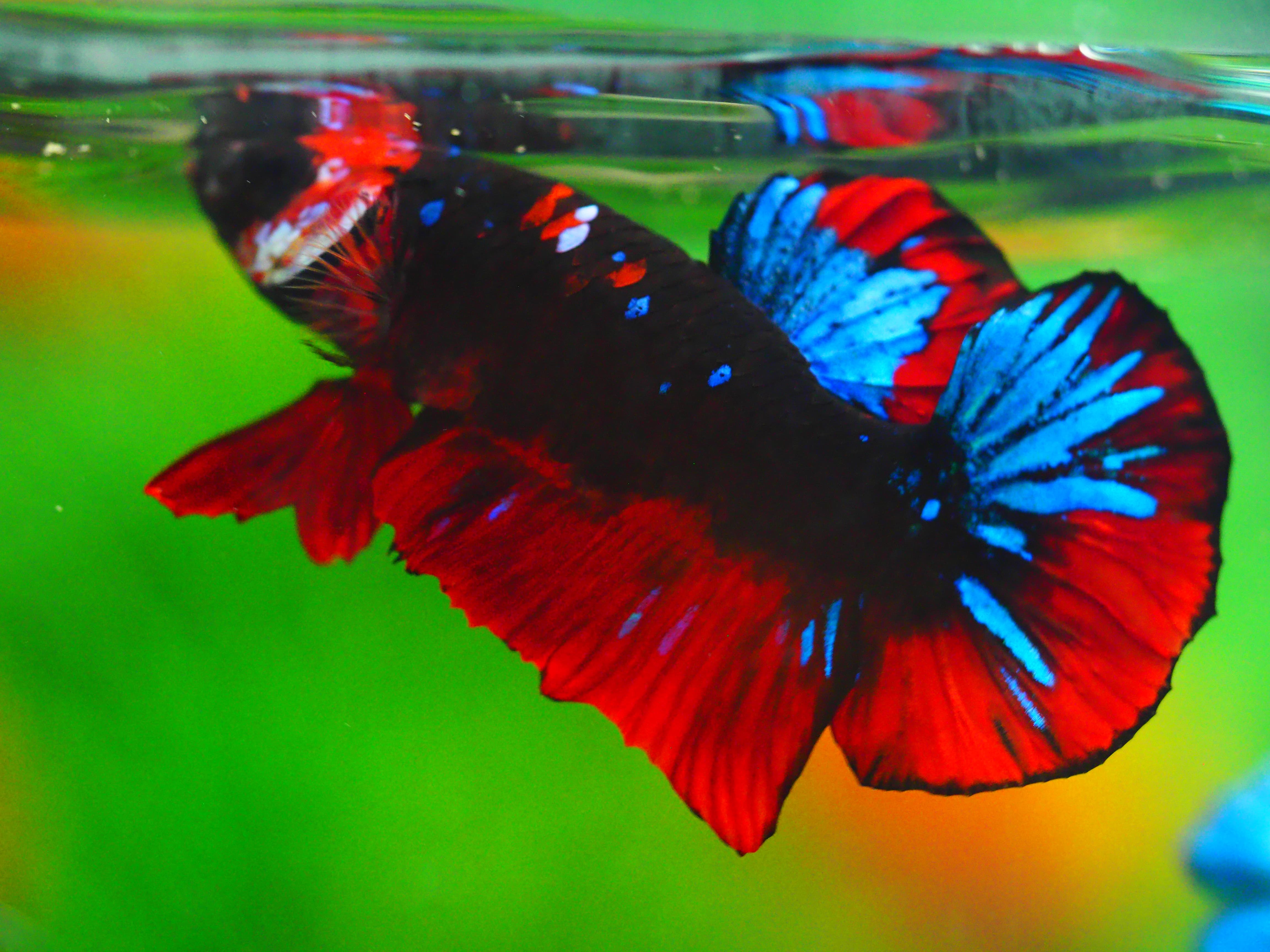 HMPK KOI GALAXY MALE GRADE A +++