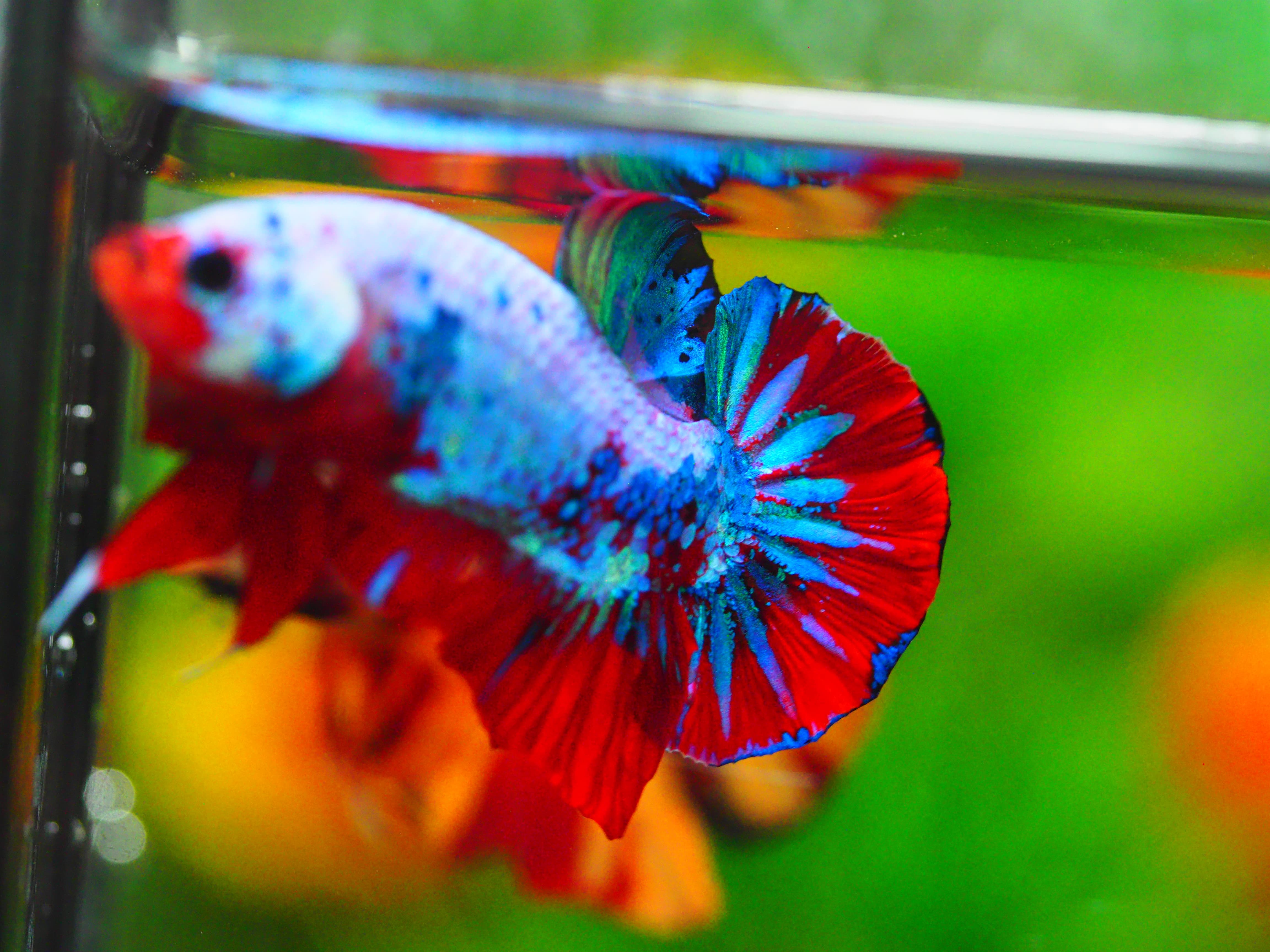 HMPK KOI GALAXY MALE GRADE A +++