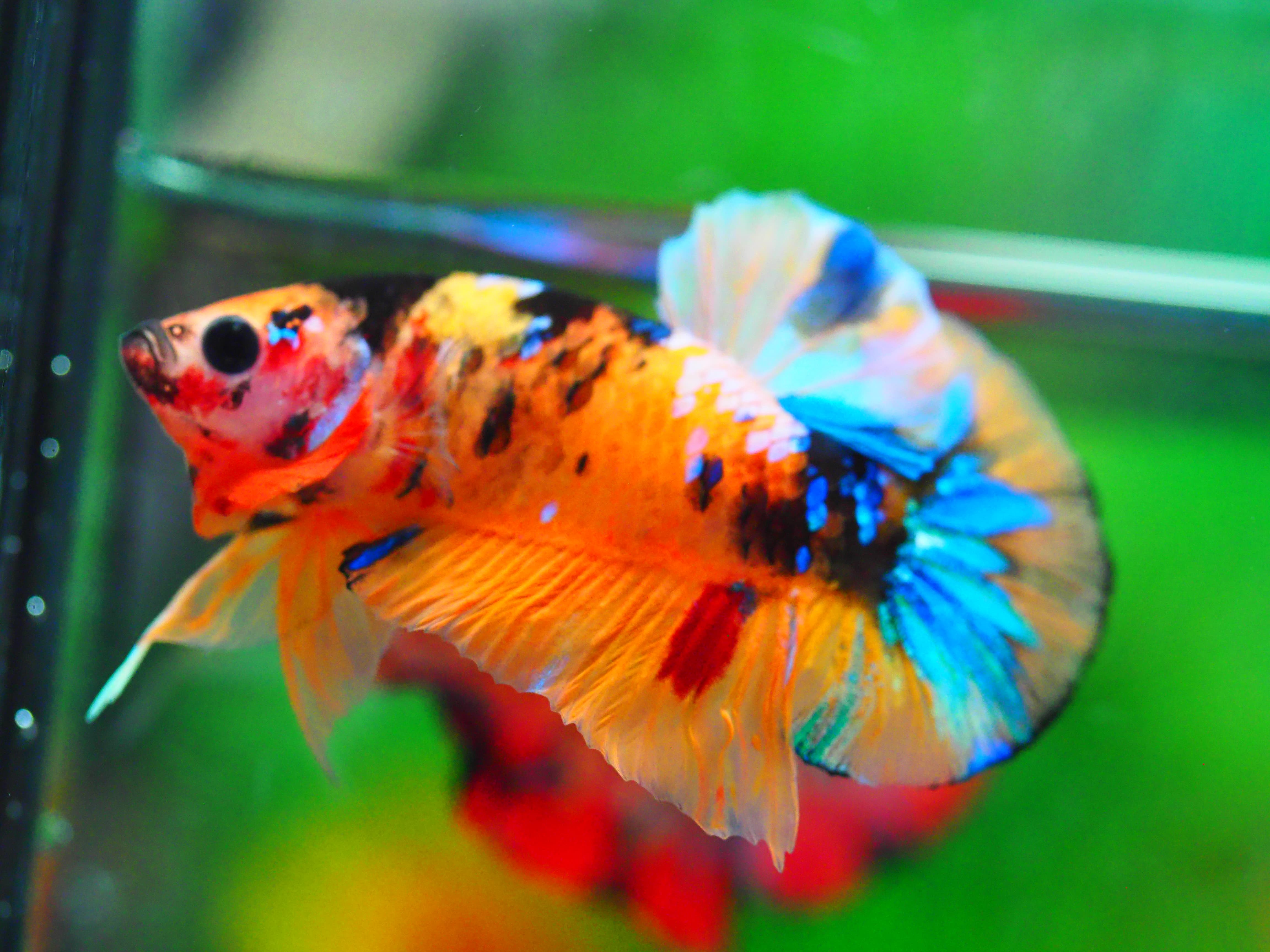 HMPK NEMO GALAXY MALE GRADE A +++