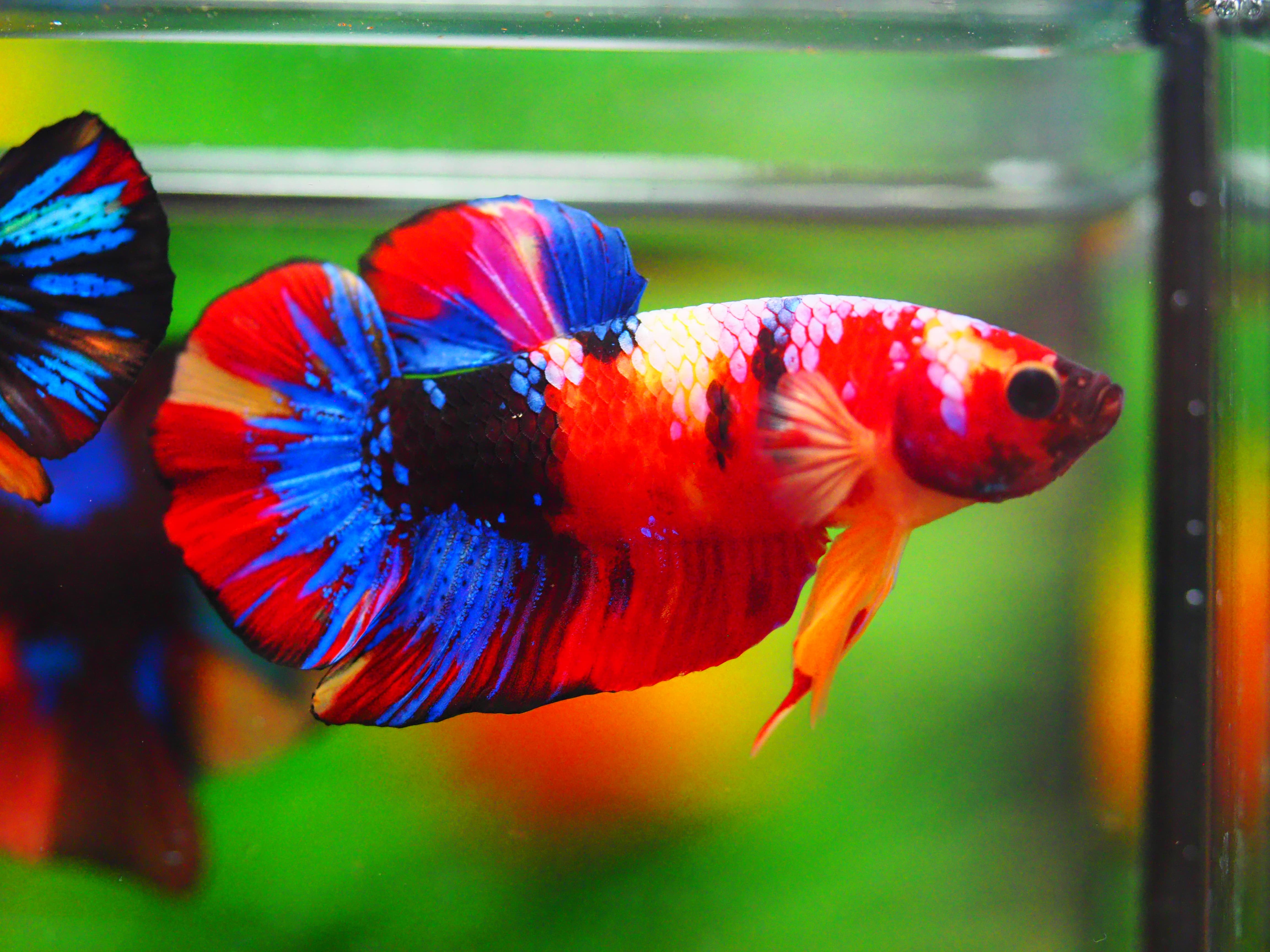 HMPK NEMO GALAXY MALE GRADE A +++