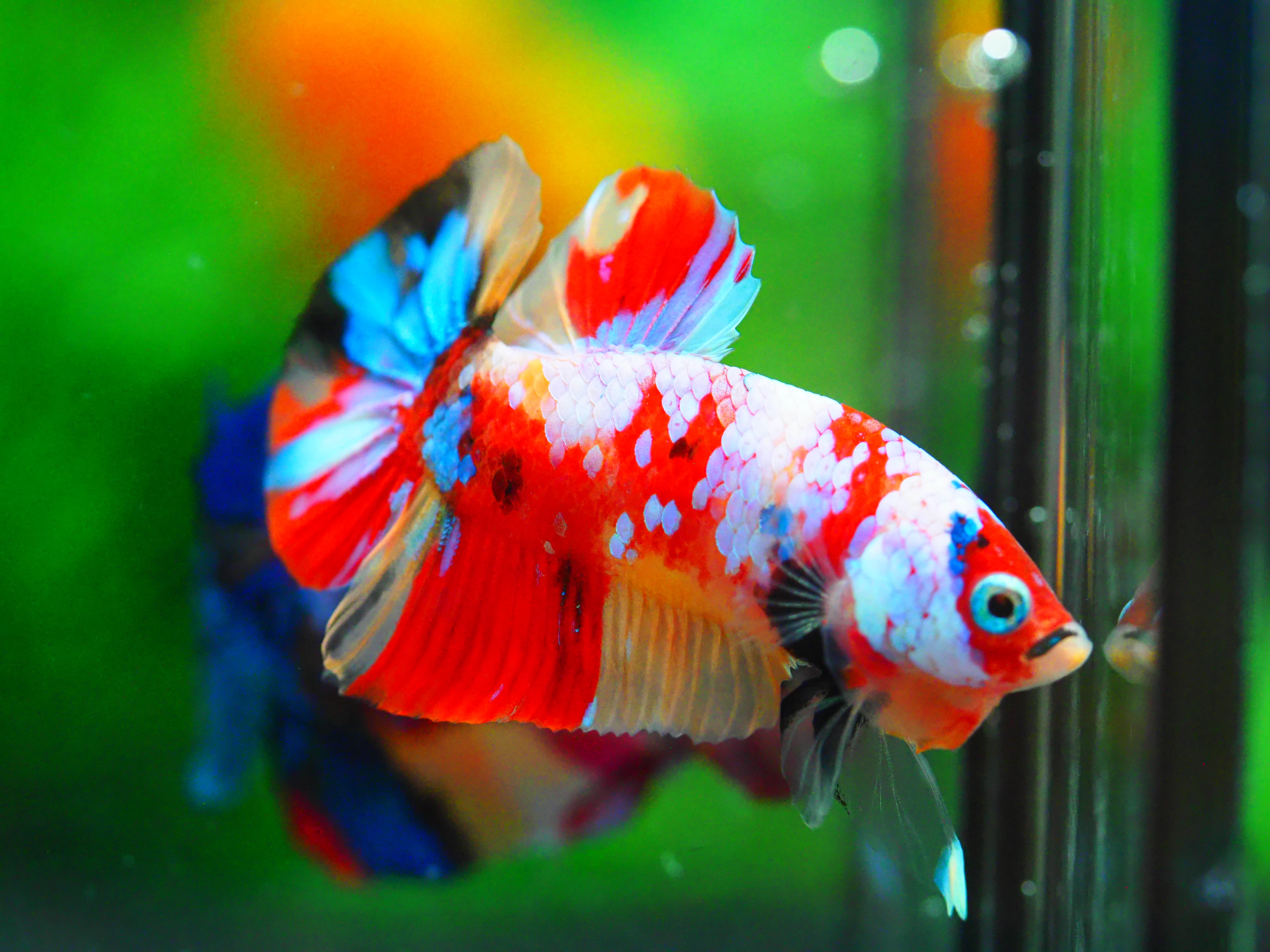 HMPK NEMO GALAXY MALE GRADE A +++