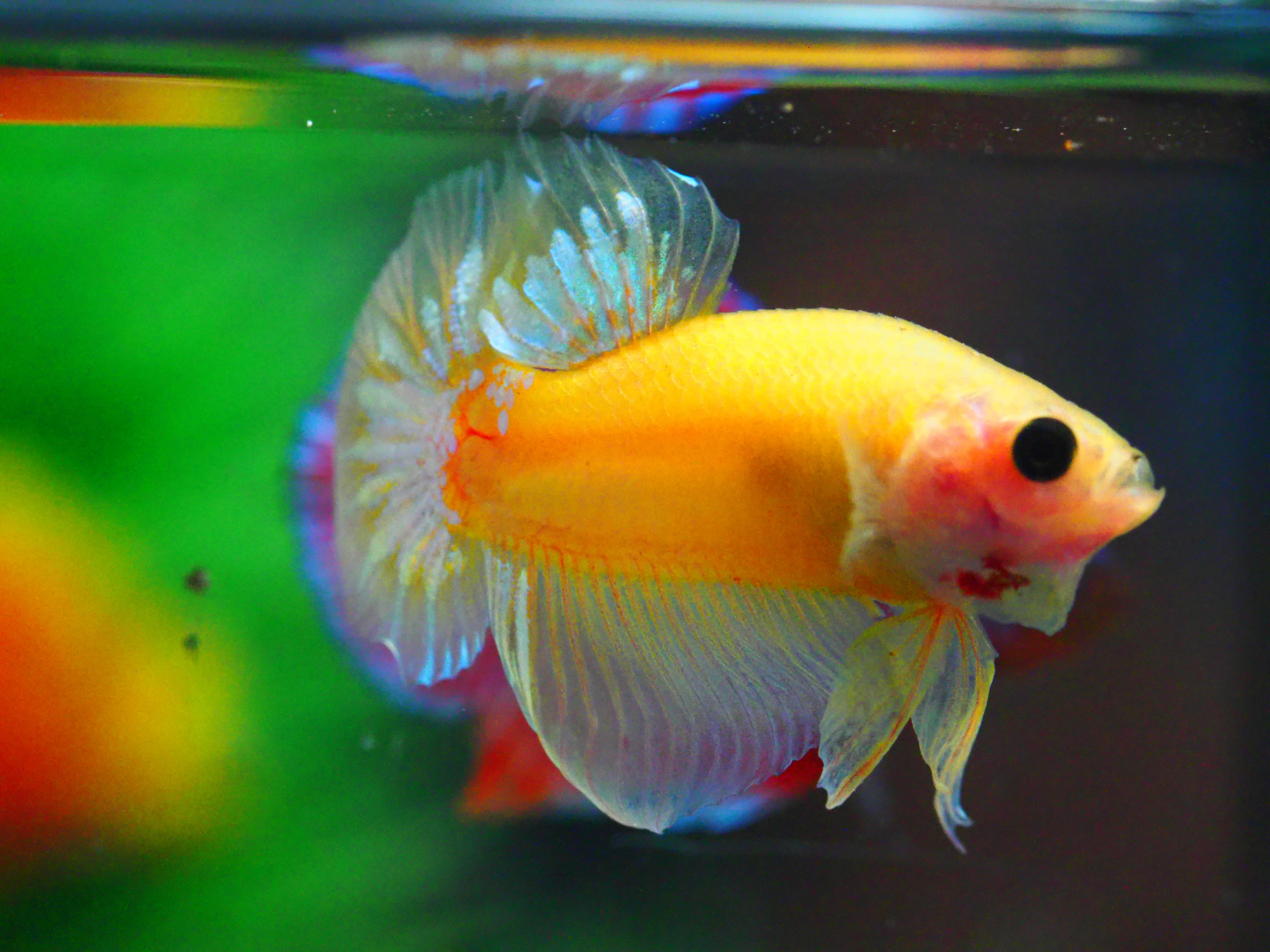 HMPK FANCY MALE GRADE A +++