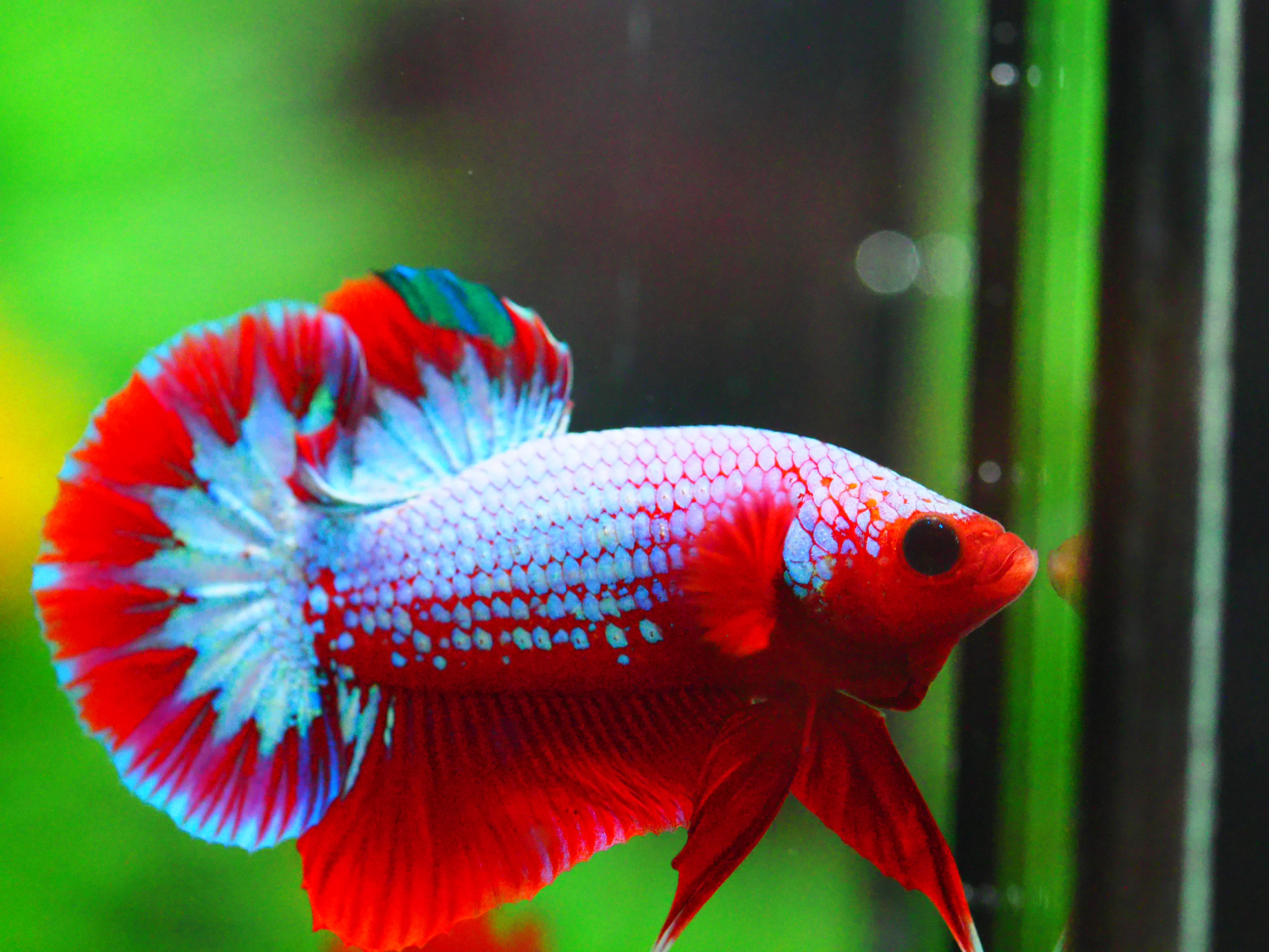 HMPK FANCY MALE GRADE A +++