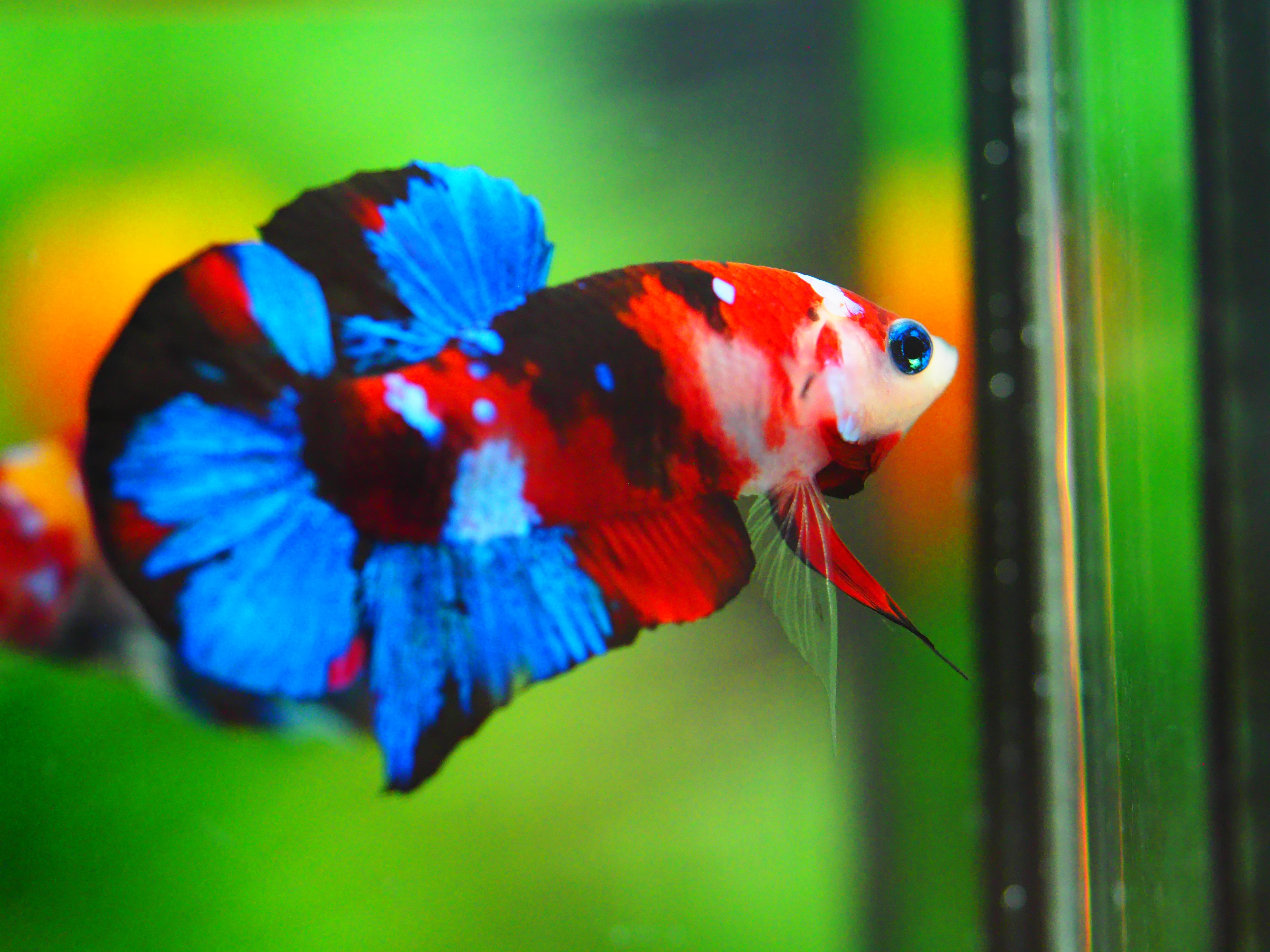 HMPK KOI GALAXY MALE GRADE A +++