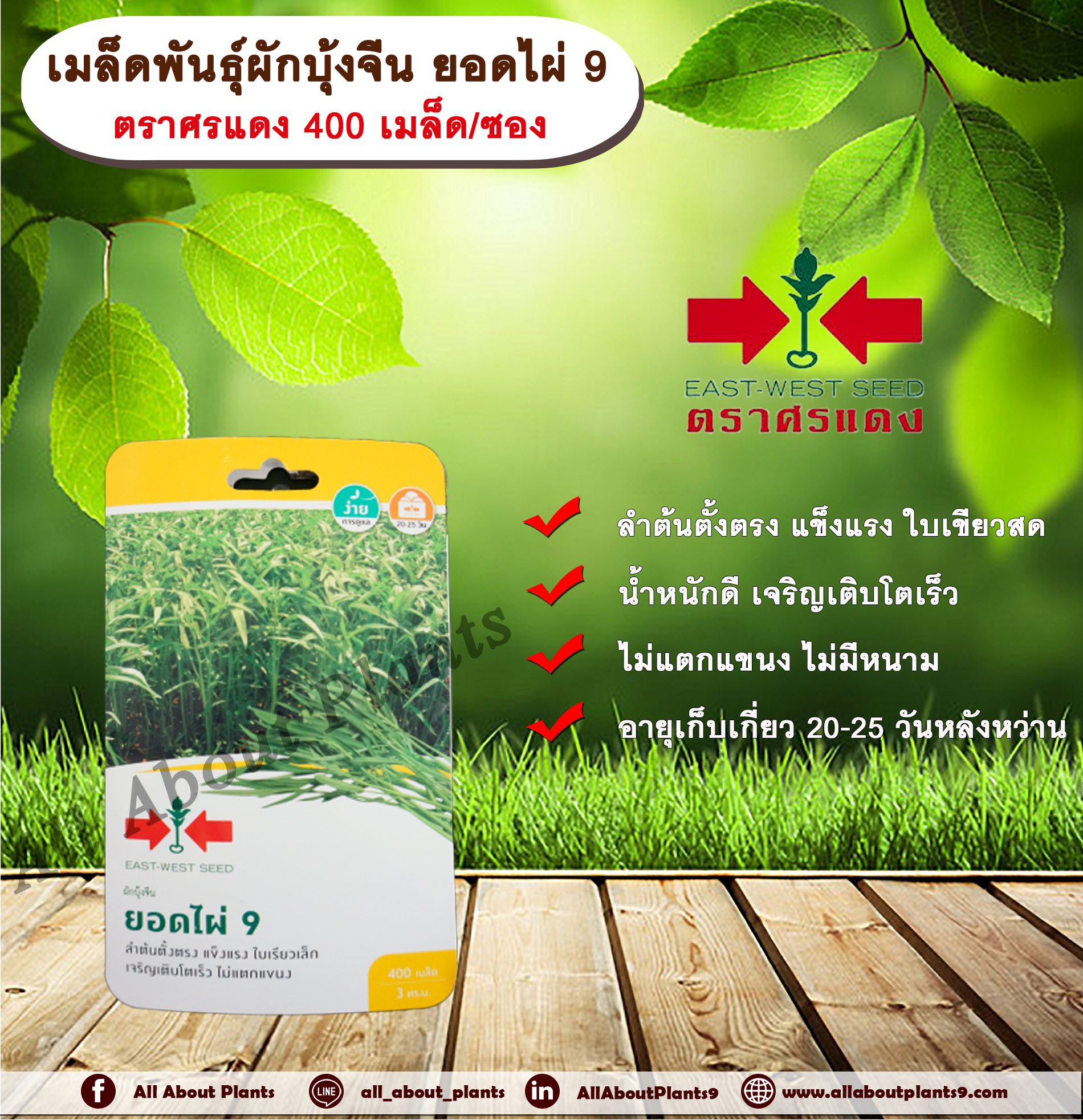 เมล็ดพันธุ์ผักบุ้งจีน ยอดไผ่ 9 ตราศรแดง 400เมล็ด/ซอง เมล็ดพันธุ์ เมล็ดพันธุ์ผัก เมล็ดพันธุ์พืช ผักสวนครัว ลำต้นตั้งตรง แข็งแรง ใบเรียวเล็ก เจริญเติบโตเร็ว ไม่แตกแขนง allaboutplants ชิ้น
