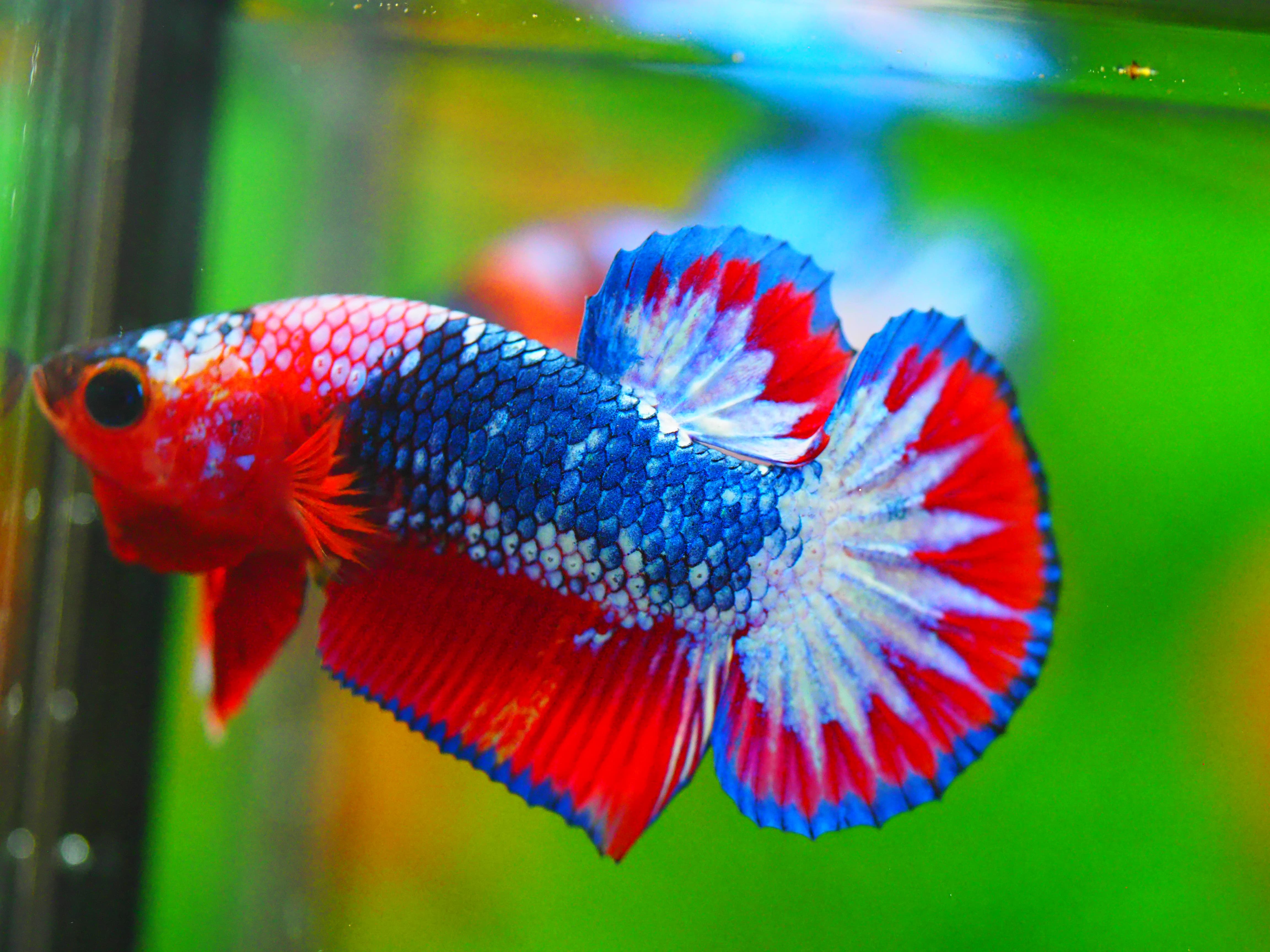 HMPK FANCY MALE GRADE A +++