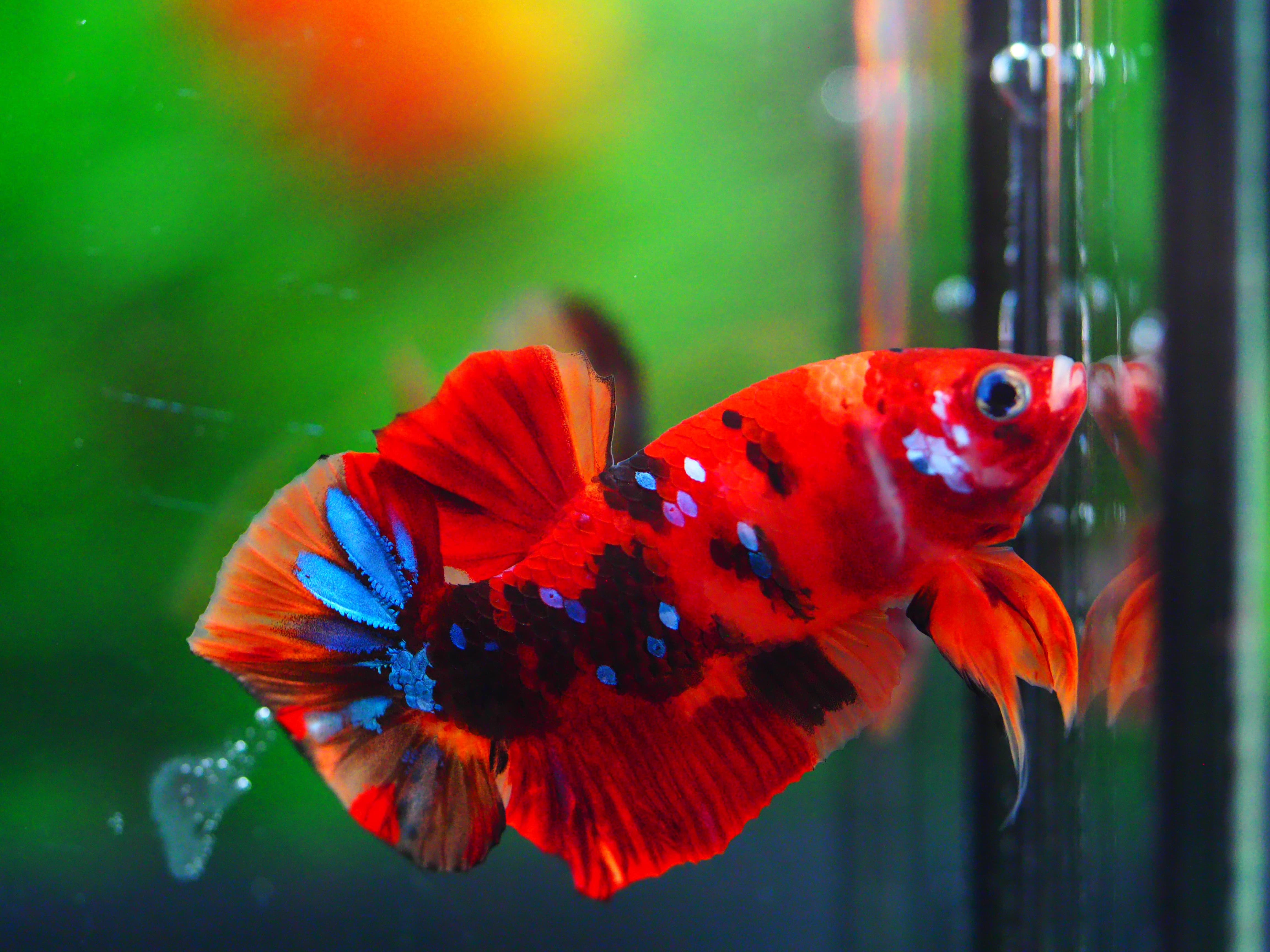 HMPK NEMO GALAXY MALE GRADE A +++
