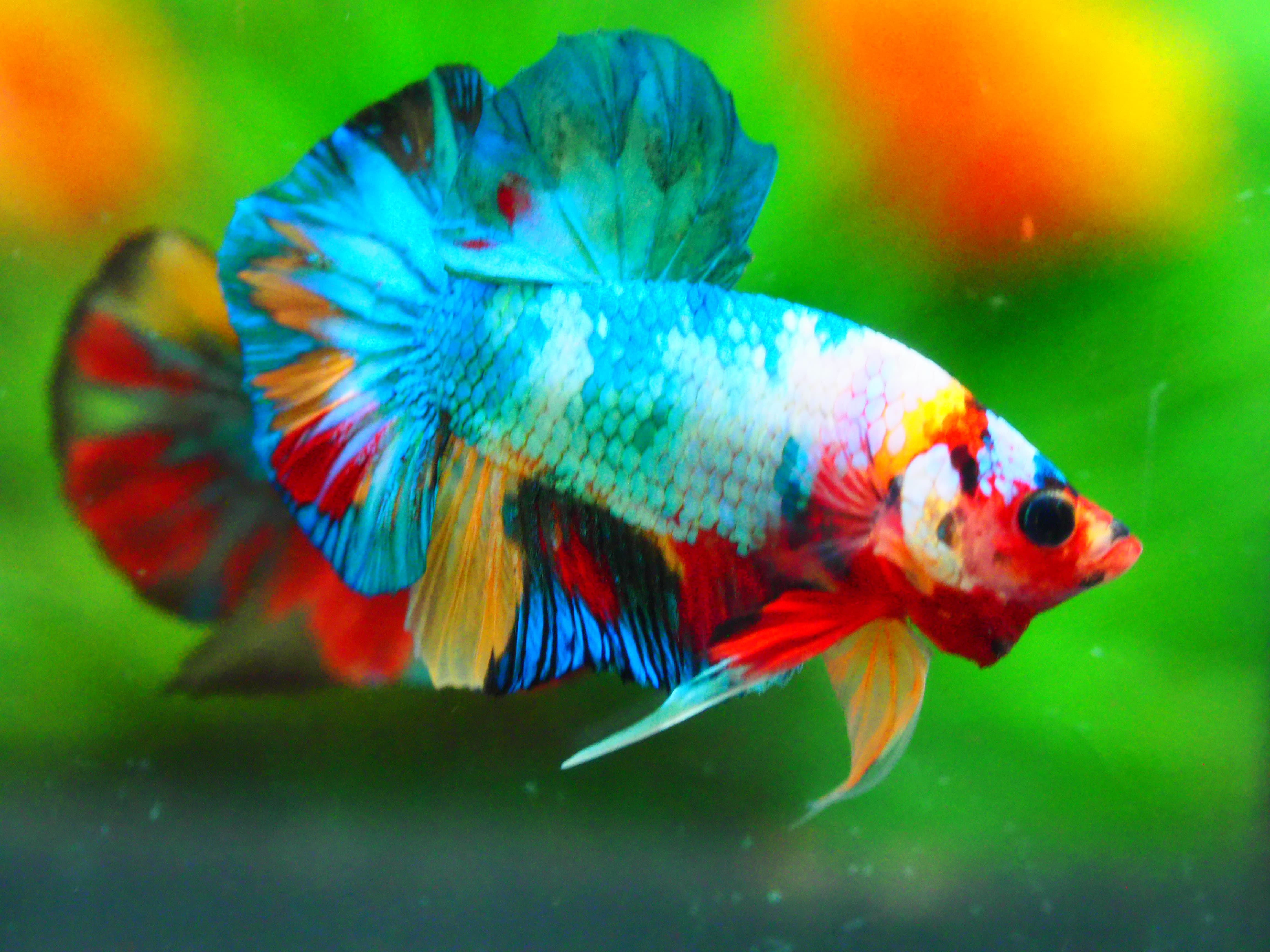 HMPK KOI FANCY MALE GRADE A +++