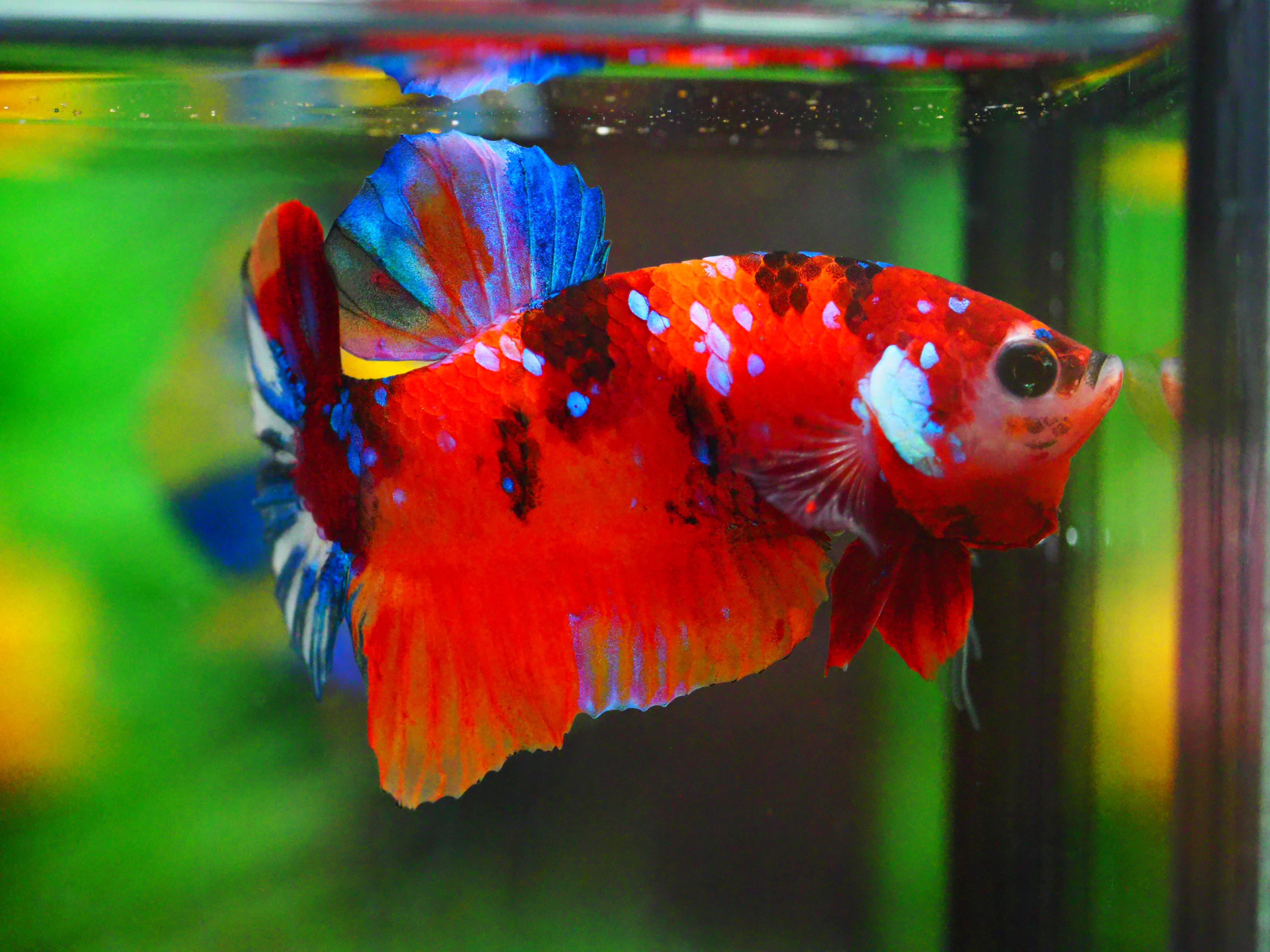 HMPK NEMO GALAXY MALE GRADE A +++