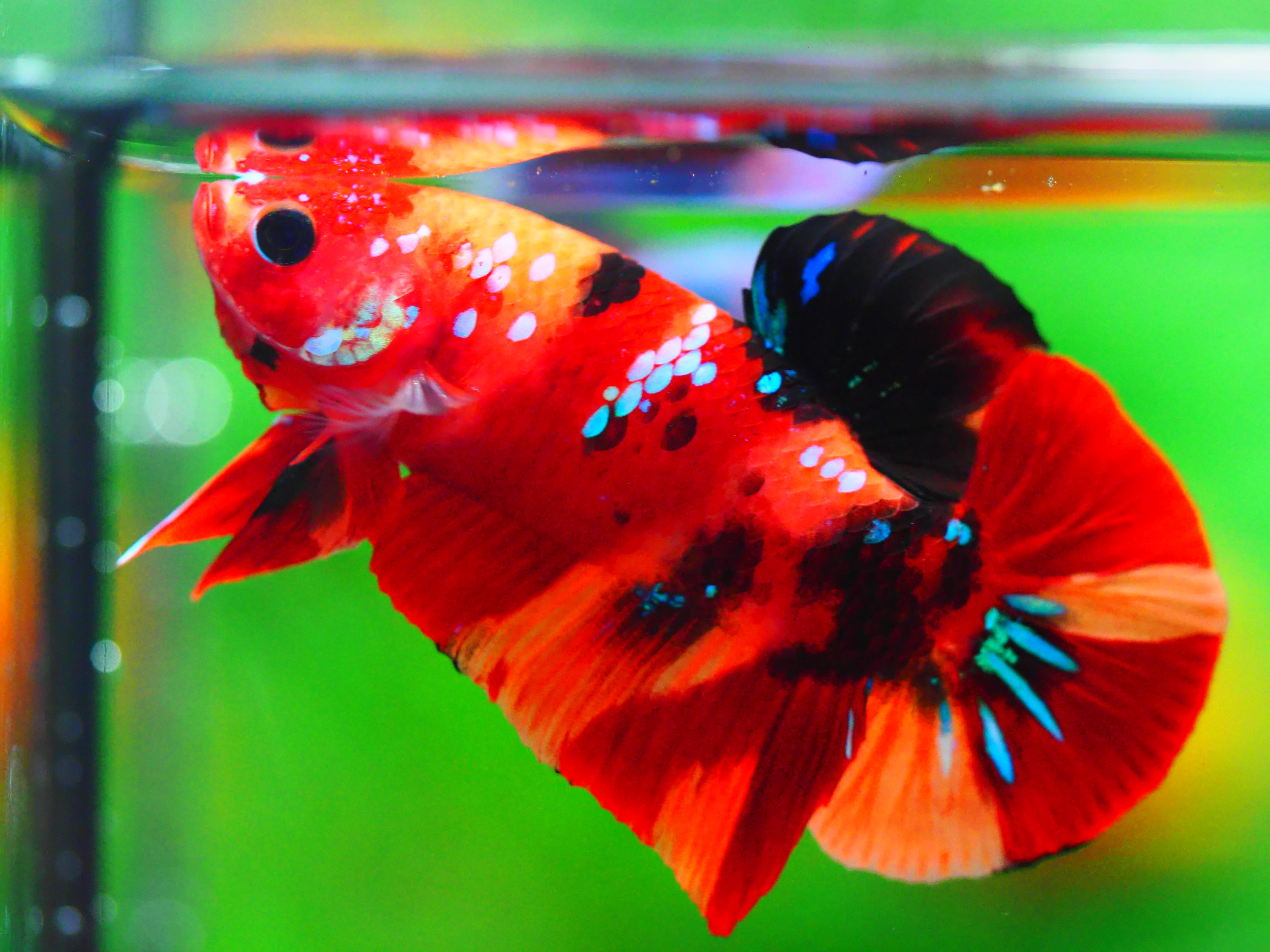 HMPK NEMO GALAXY MALE GRADE A +++