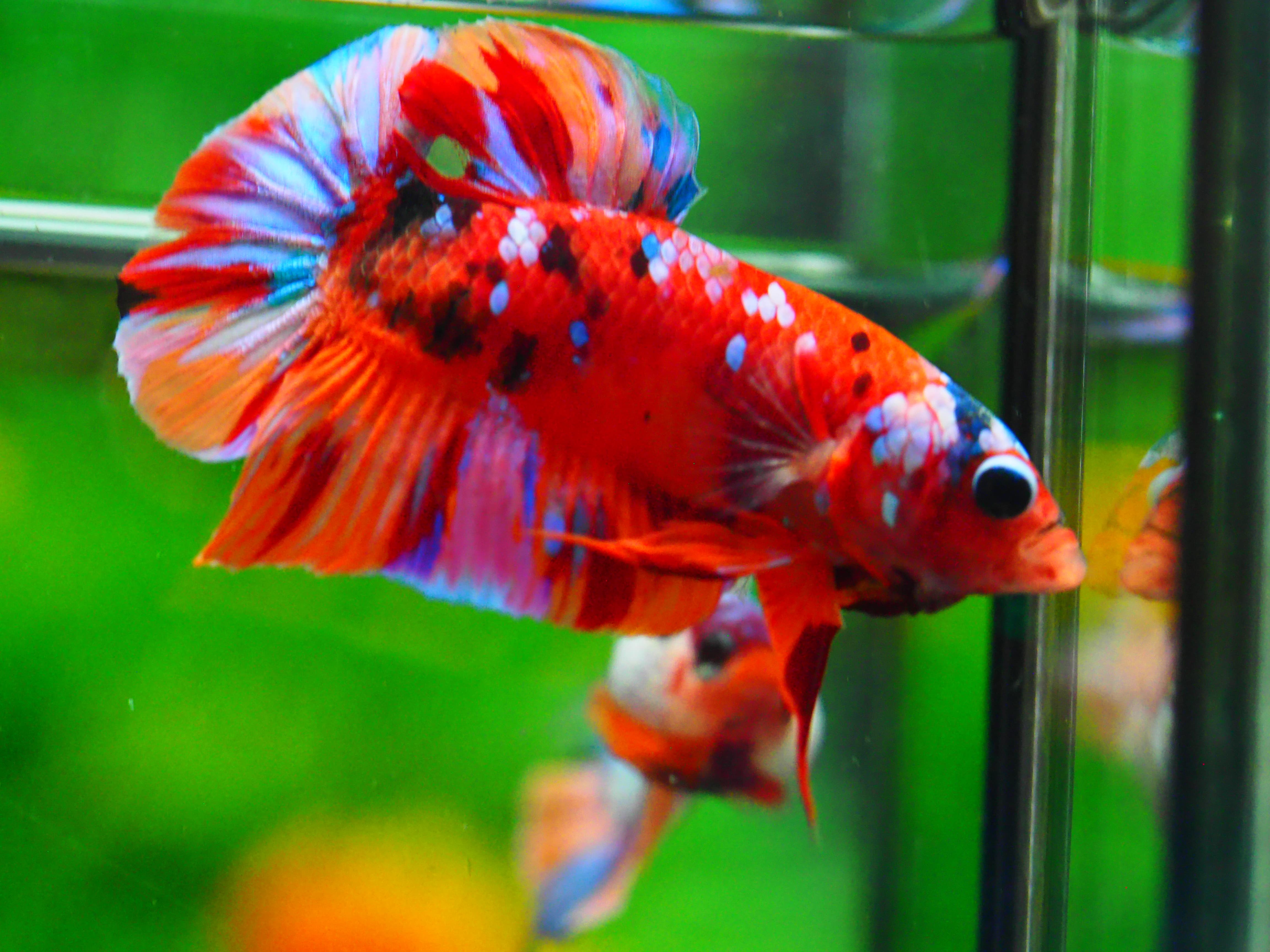 HMPK NONE GALAXY MALE GRADE A +++