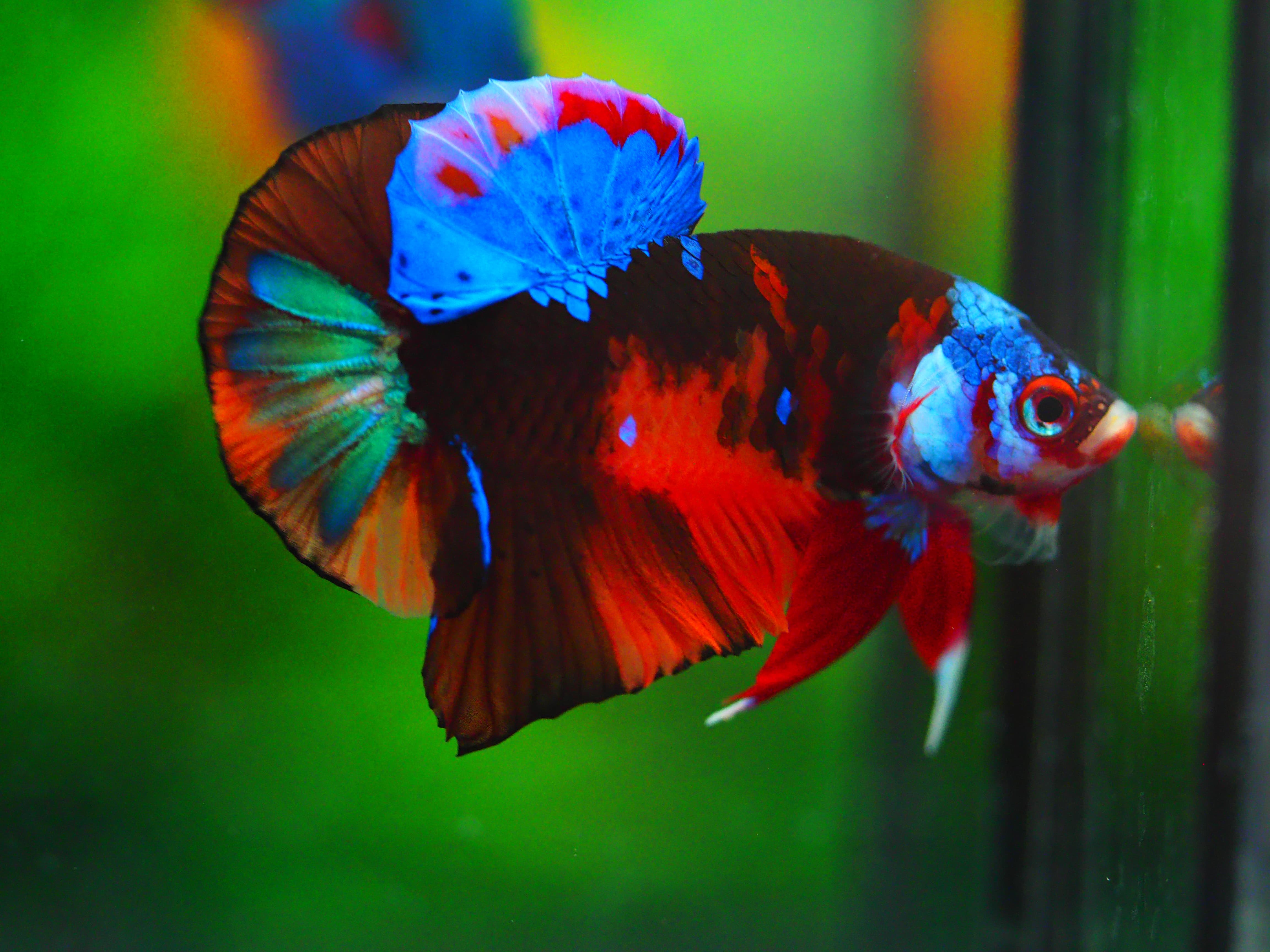 HMPK NEMO GALAXY MALE GRADE A +++