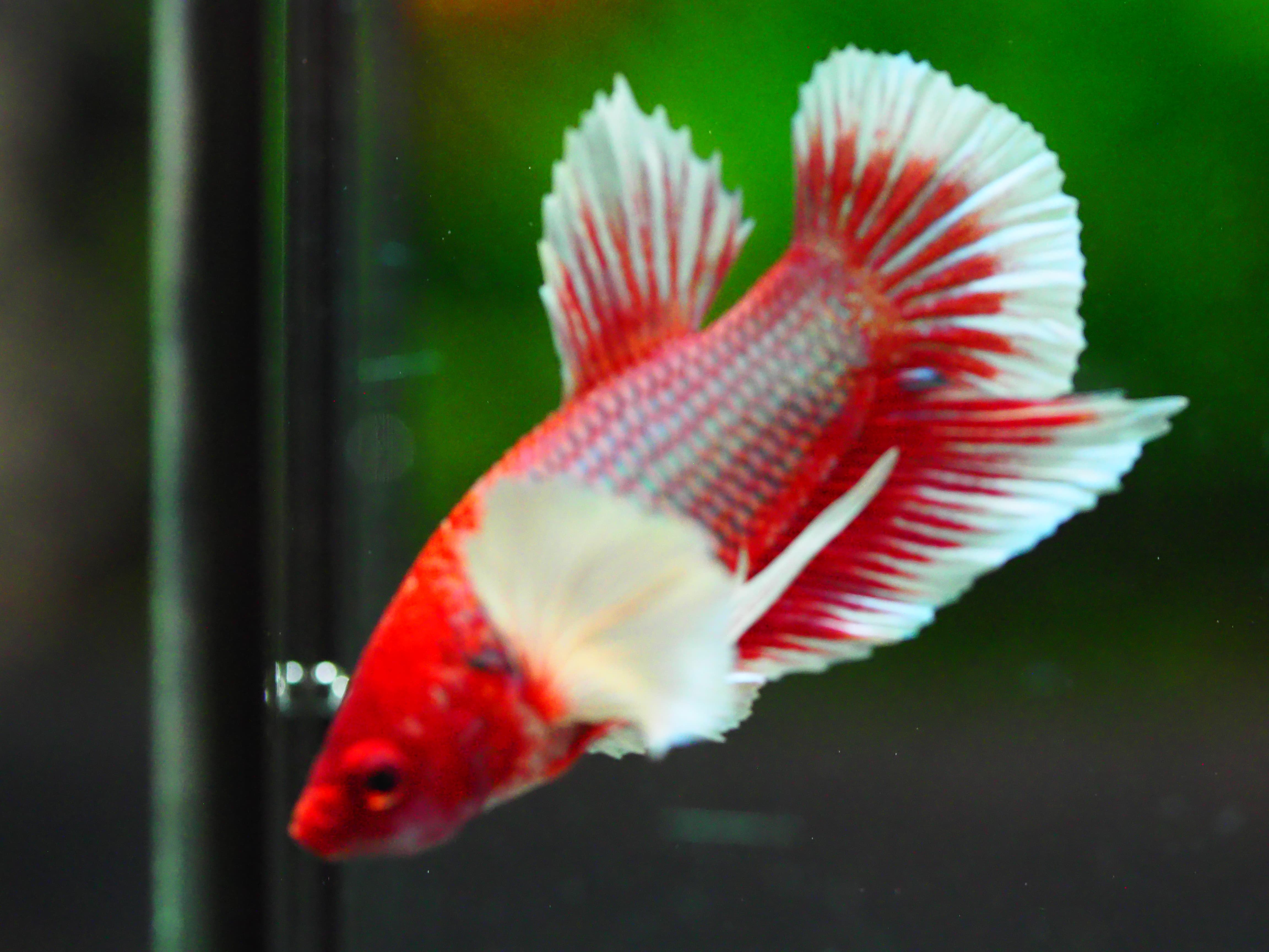 HMPK DUMBO MALE GRADE A +++