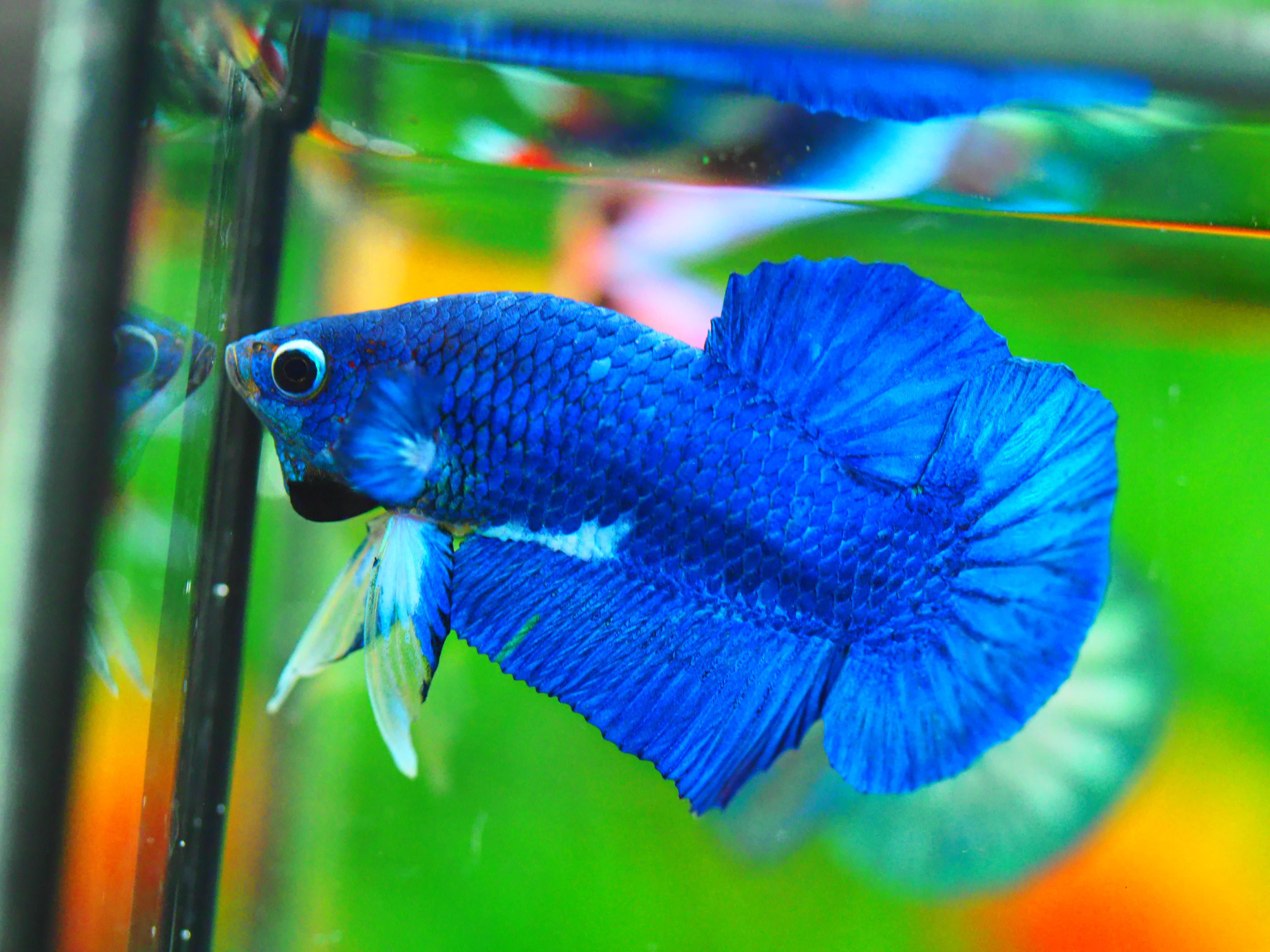 HMPK FANCY MALE GRADE A +++