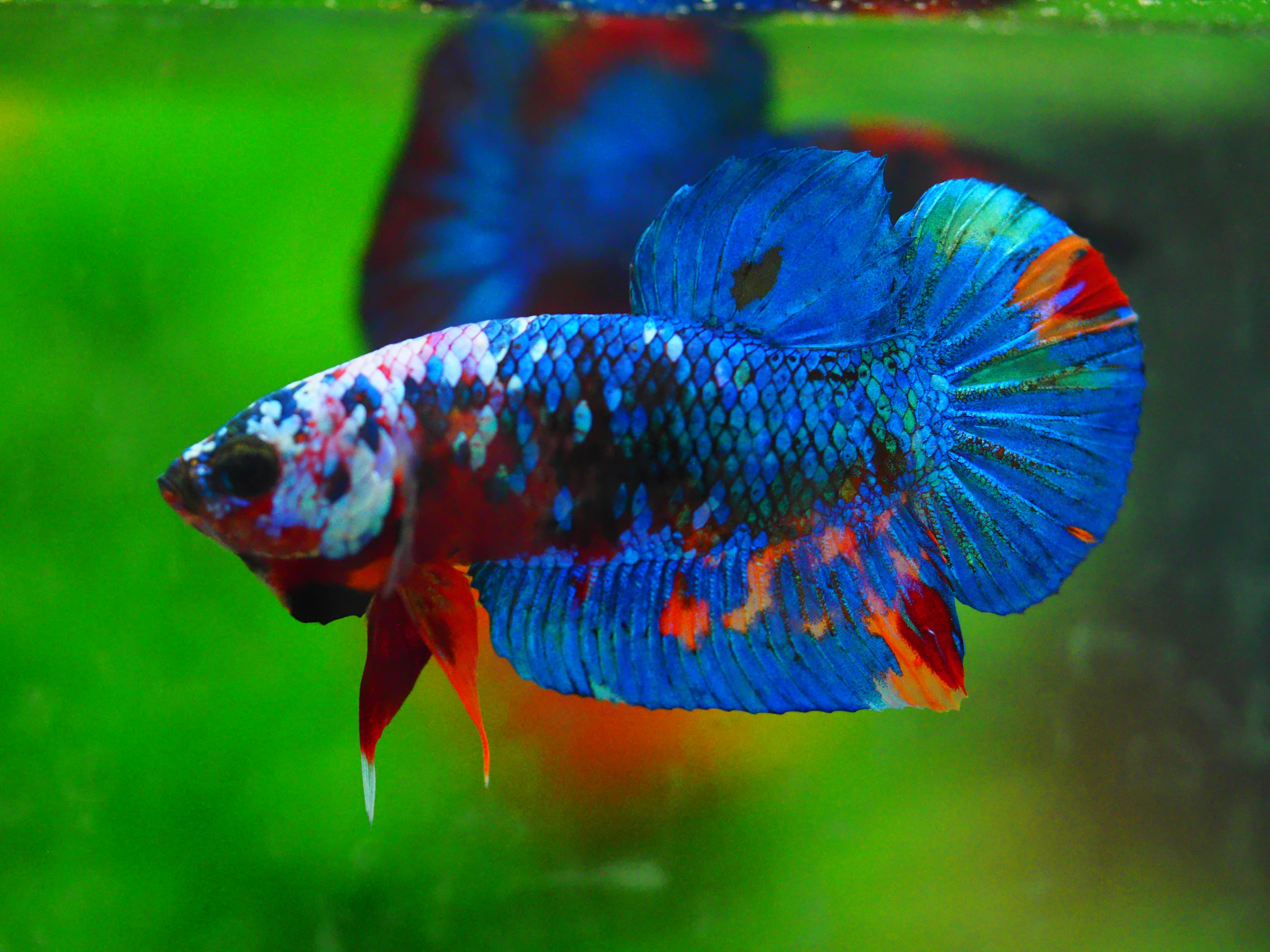 HMPK KOI GALAXY MALE GRADE A +++