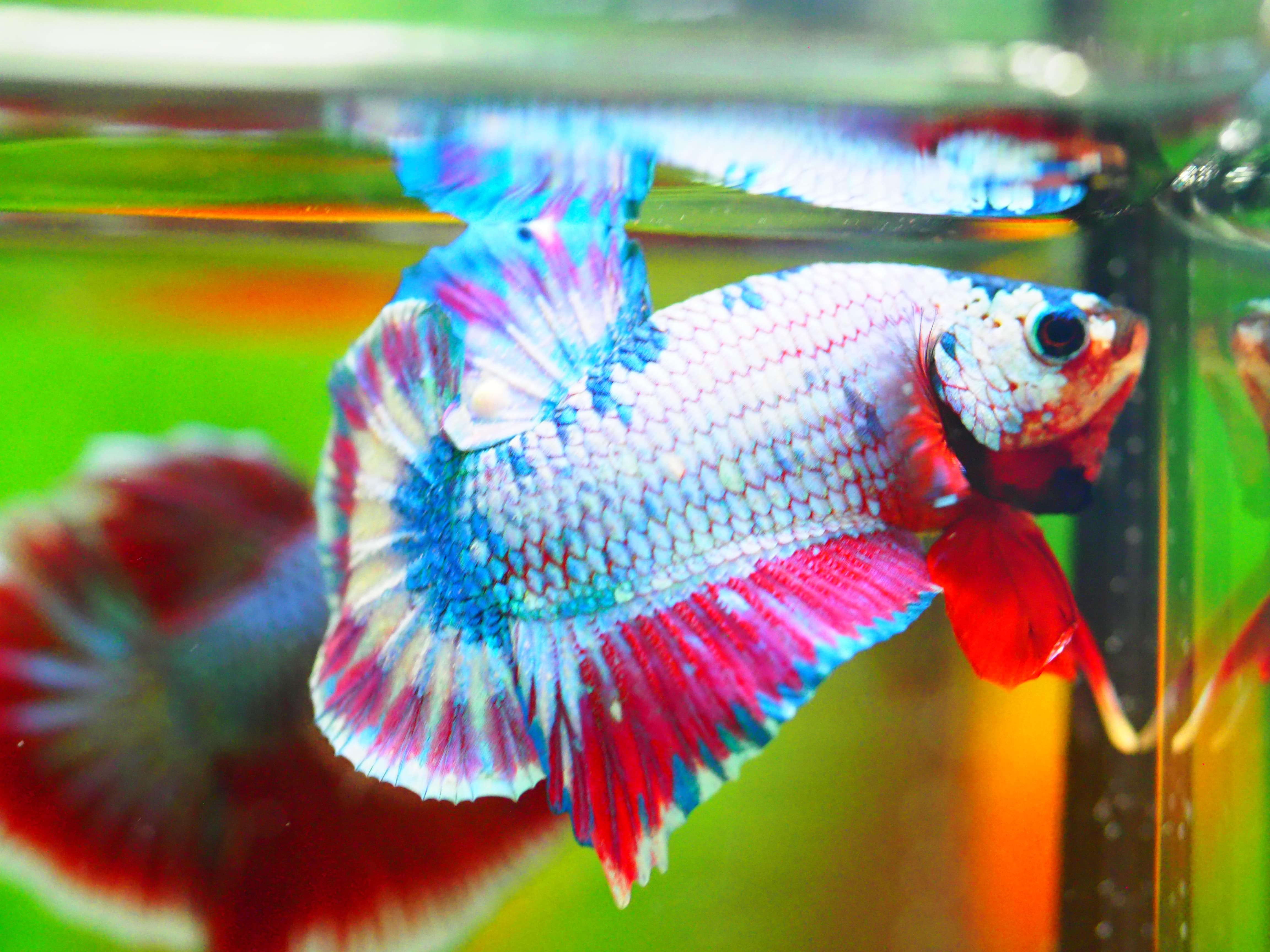 HMPK FANCY MALE GRADE A +++