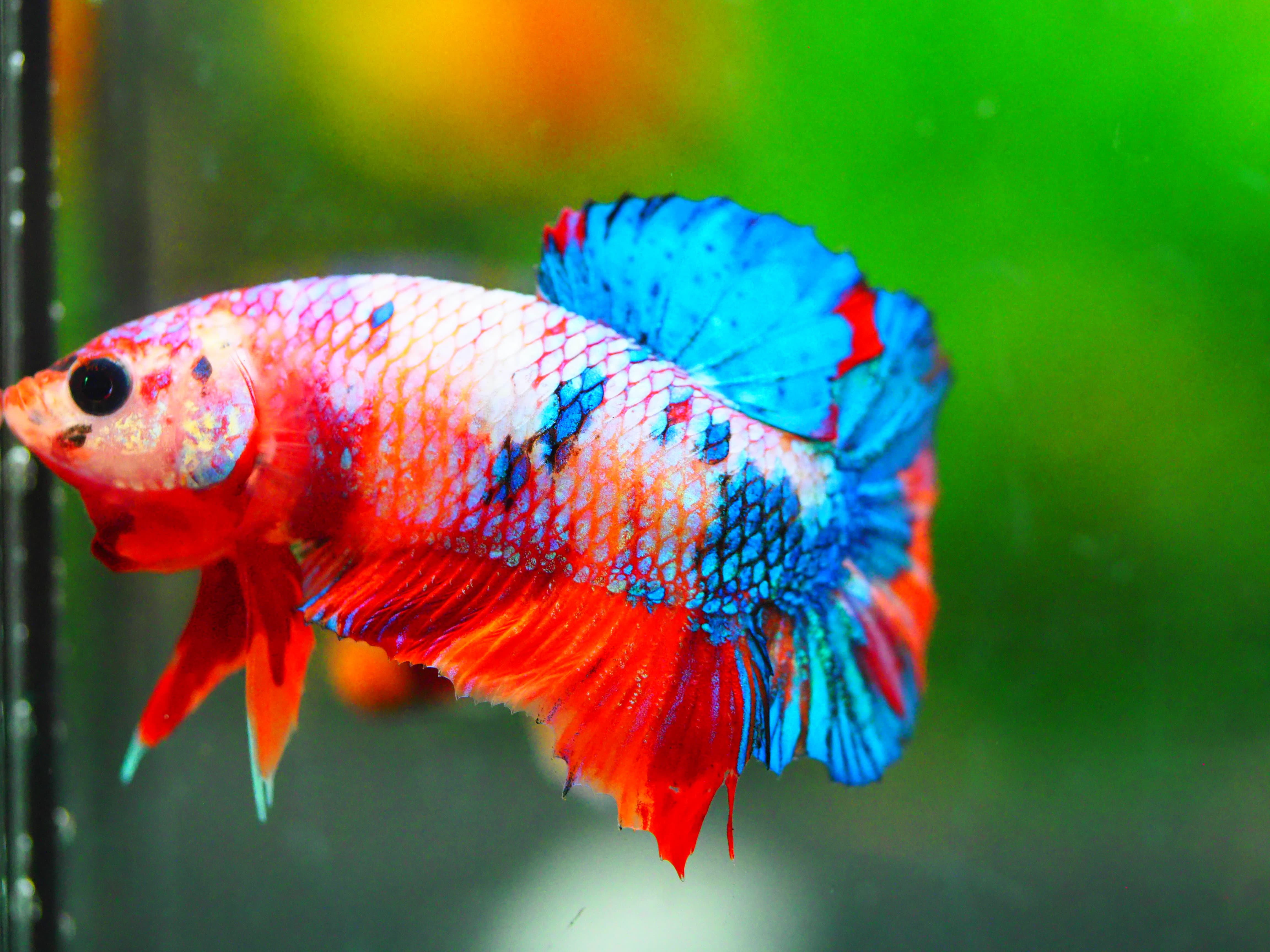 HMPK NEMO GALAXY MALE GRADE A +++