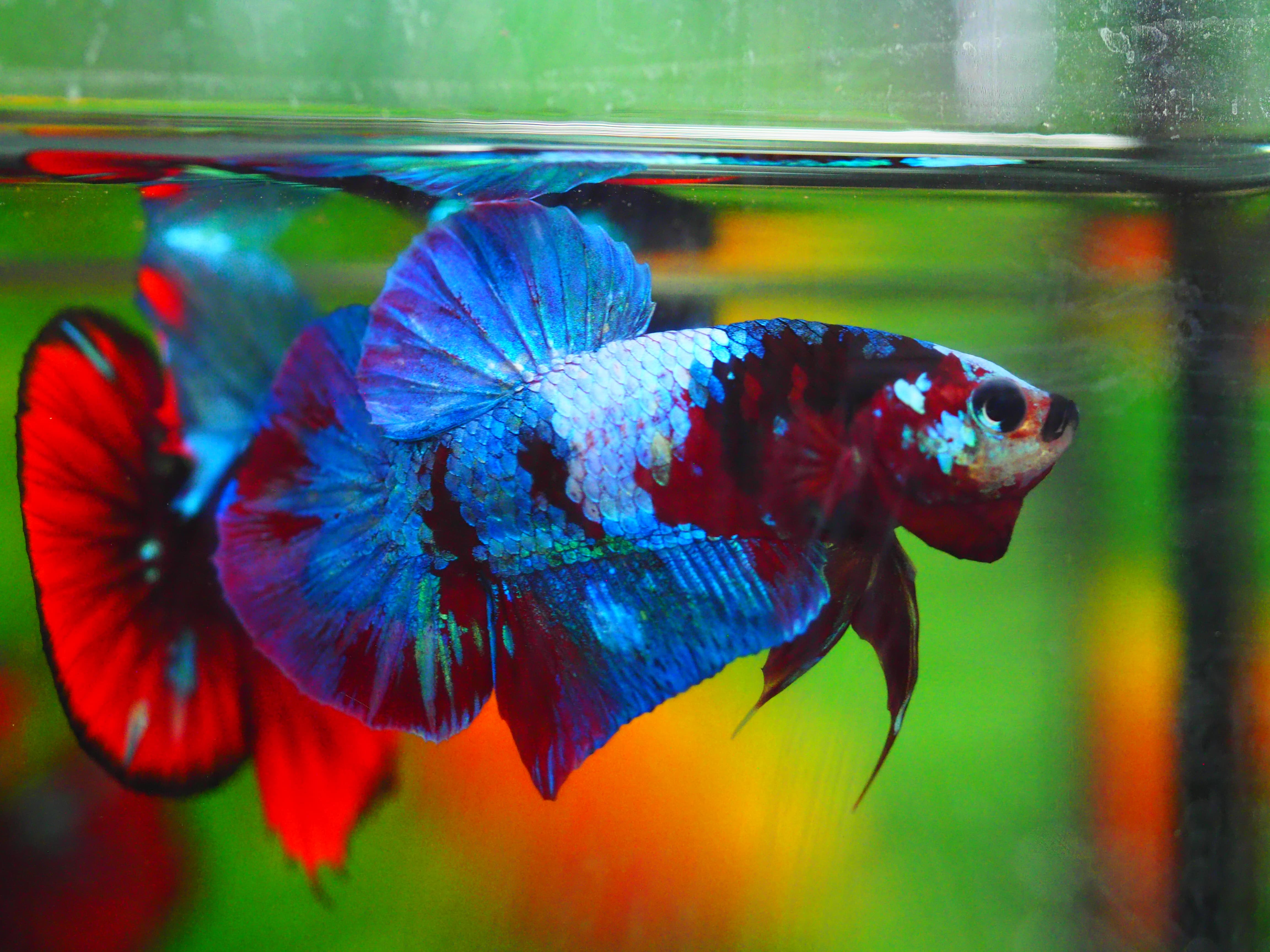 HMPK KOI GALAXY MALE GRADE A+++