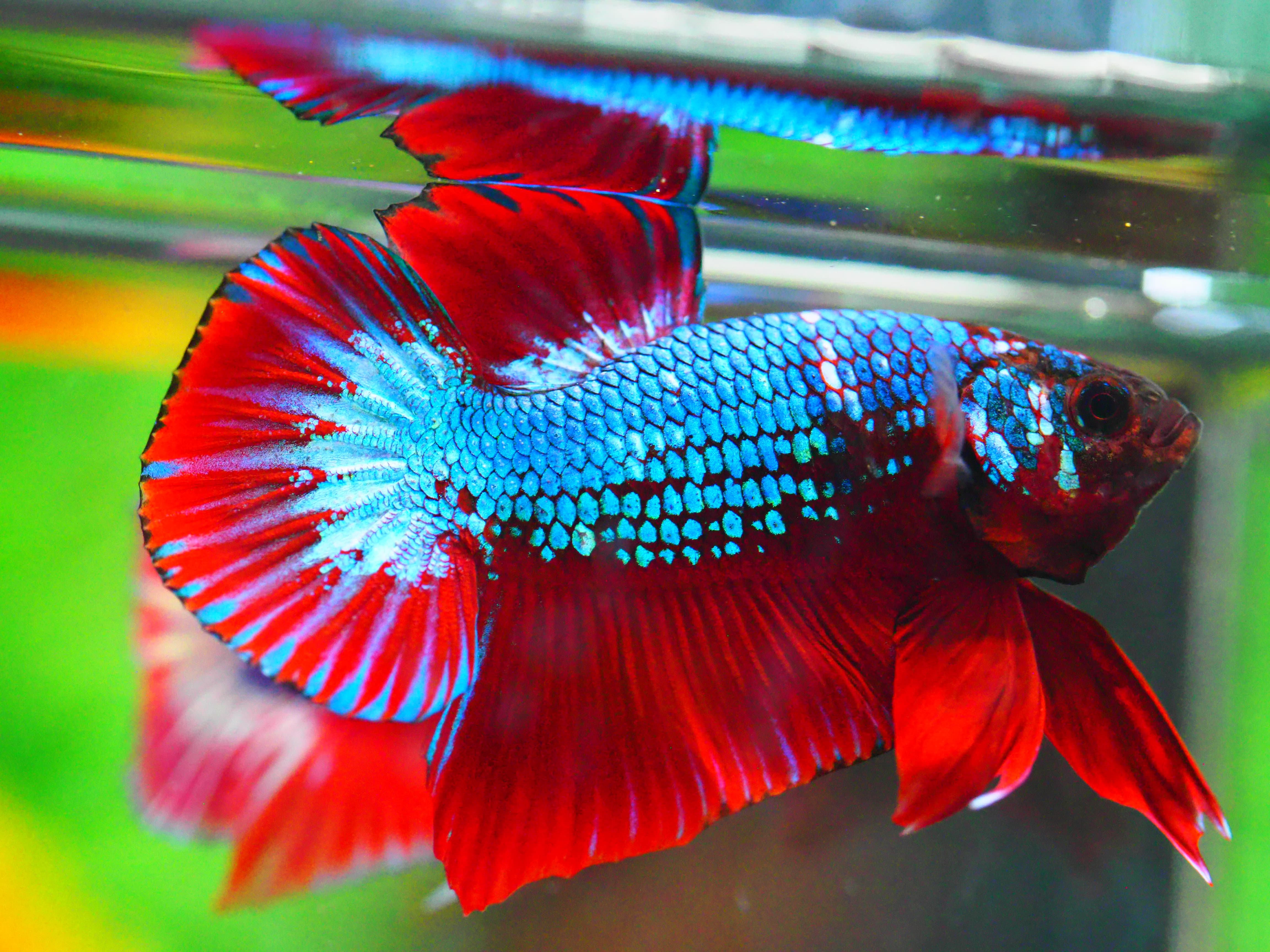 HMPK FANCY MALE GRADE A +++