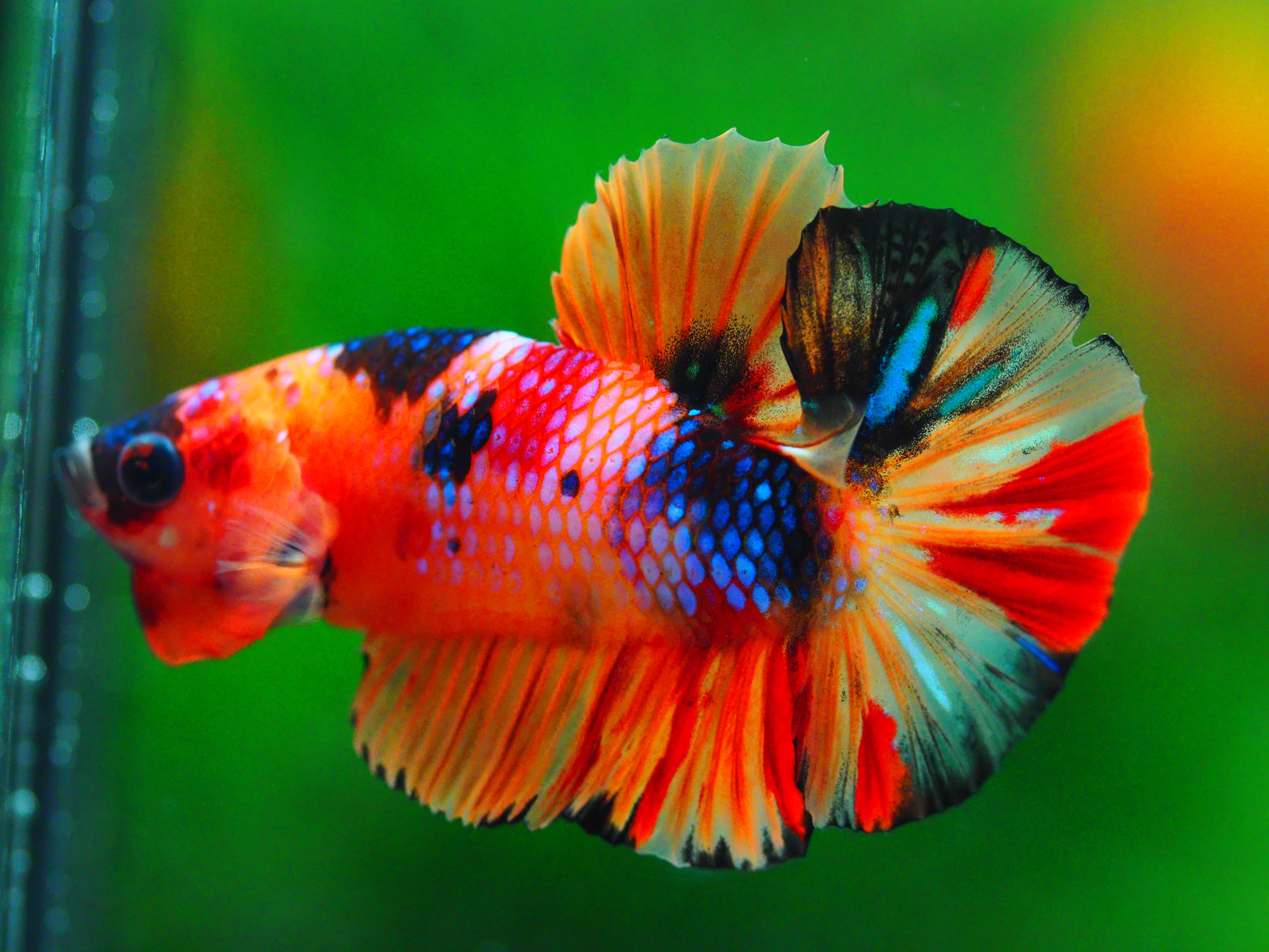 HMPK NEMO GALAXY MALE ไม่่มีตะเกียบ