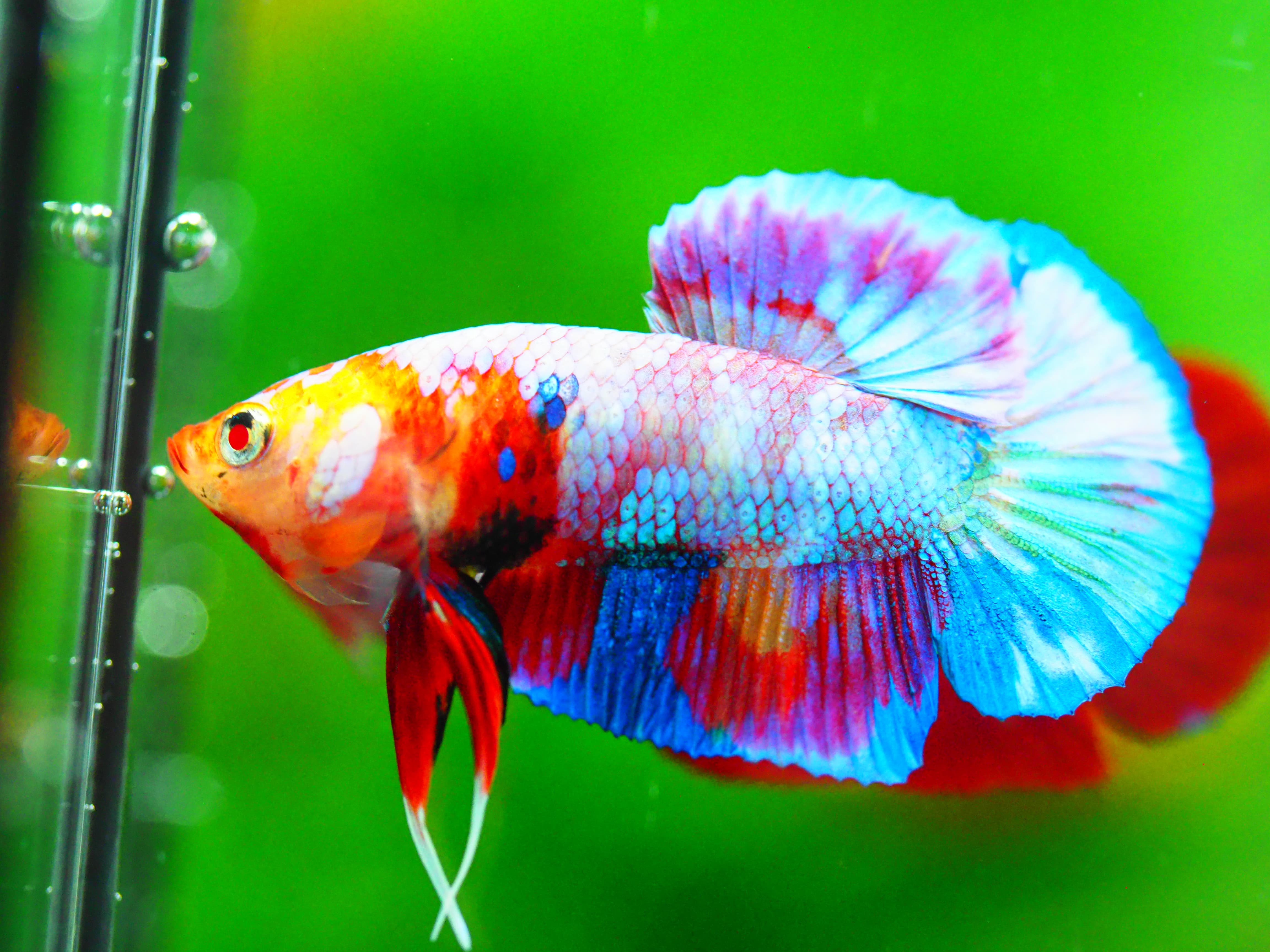 HMPK NEMO GALAXY MALE GRADE A +++