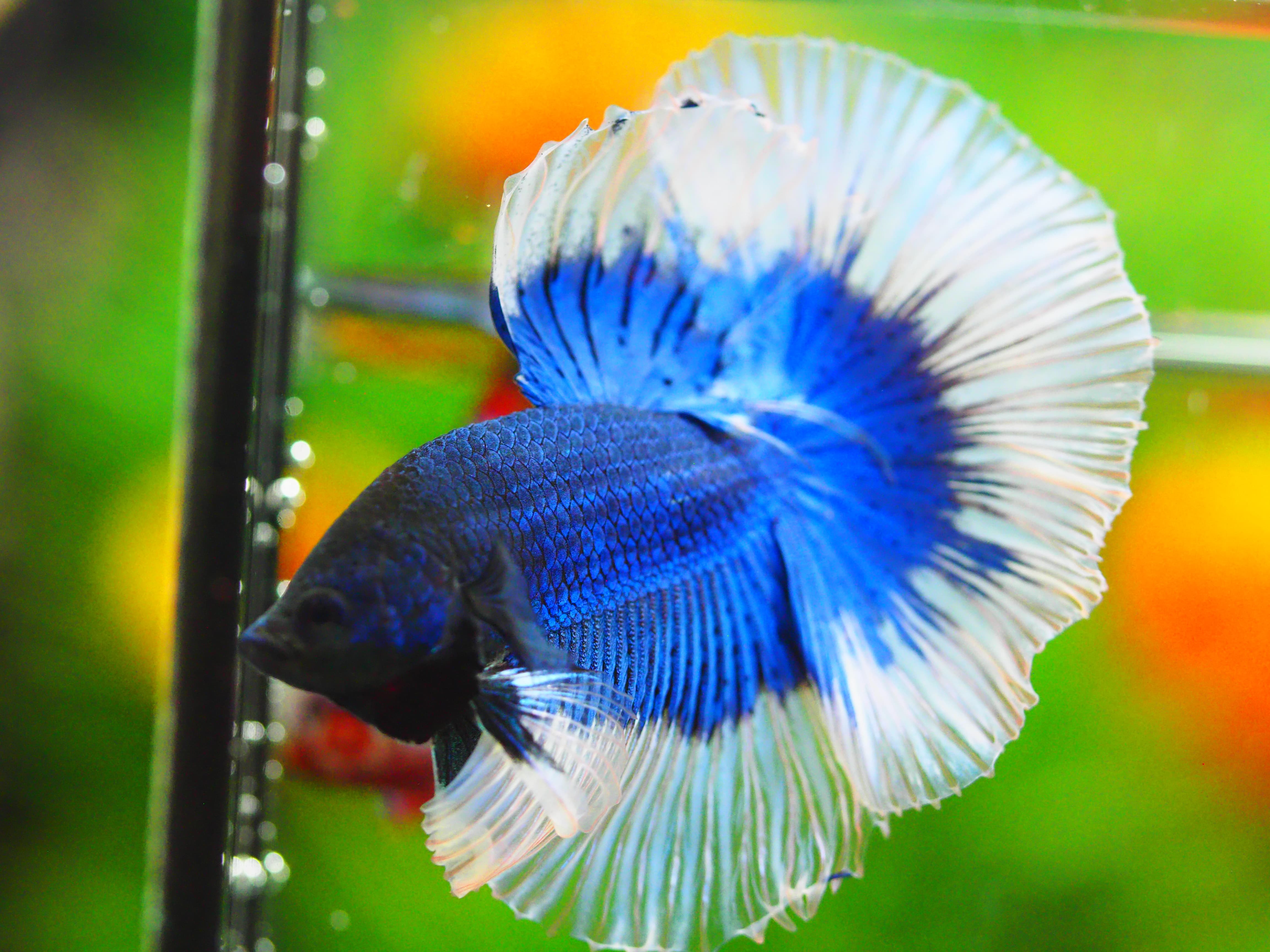 HM FANCY MALE GRADE A +++