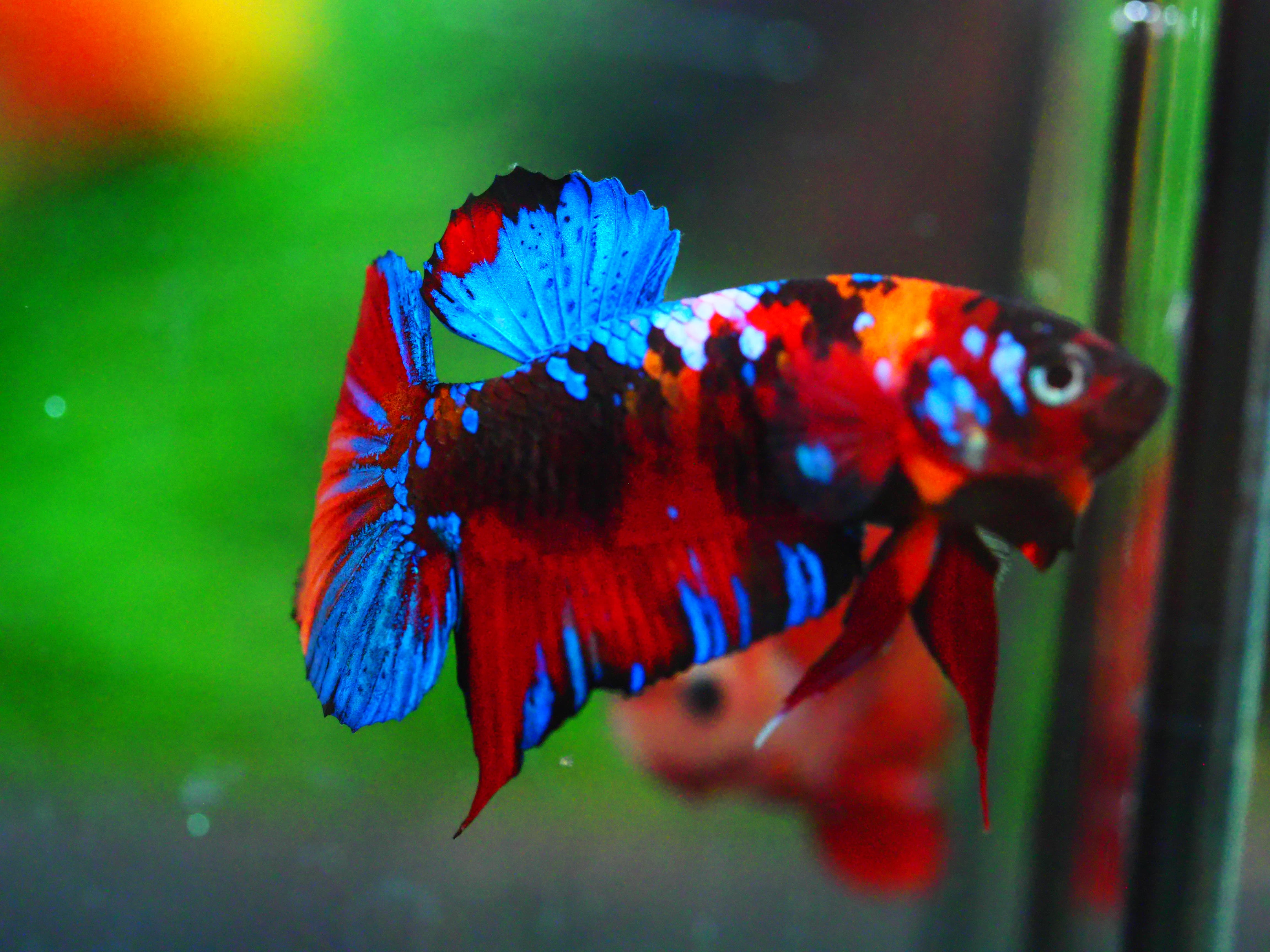 HMPKKOI GALAXY MALE GRADE A +++