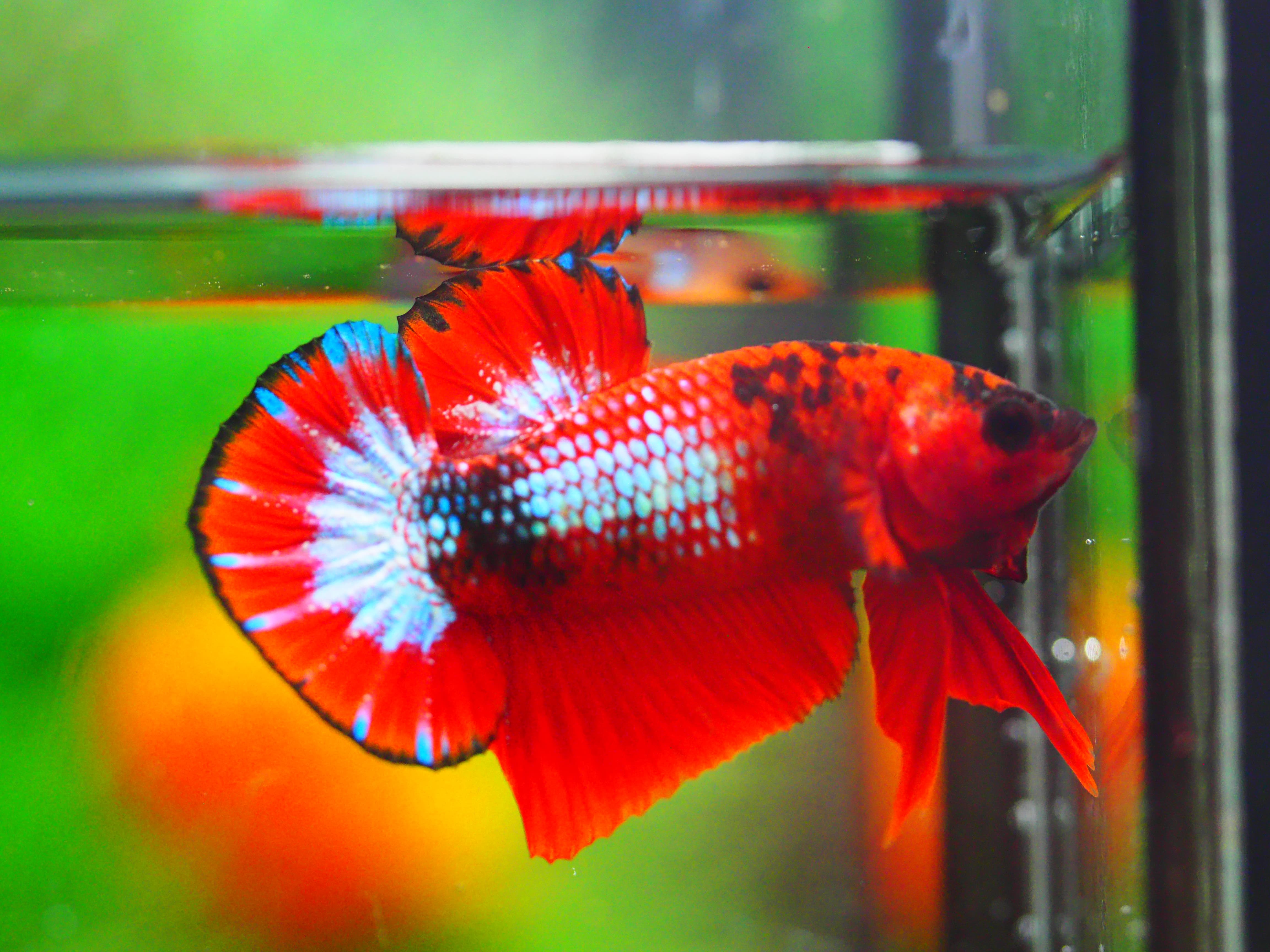 HMPK FANCY MALE GRADE A +++