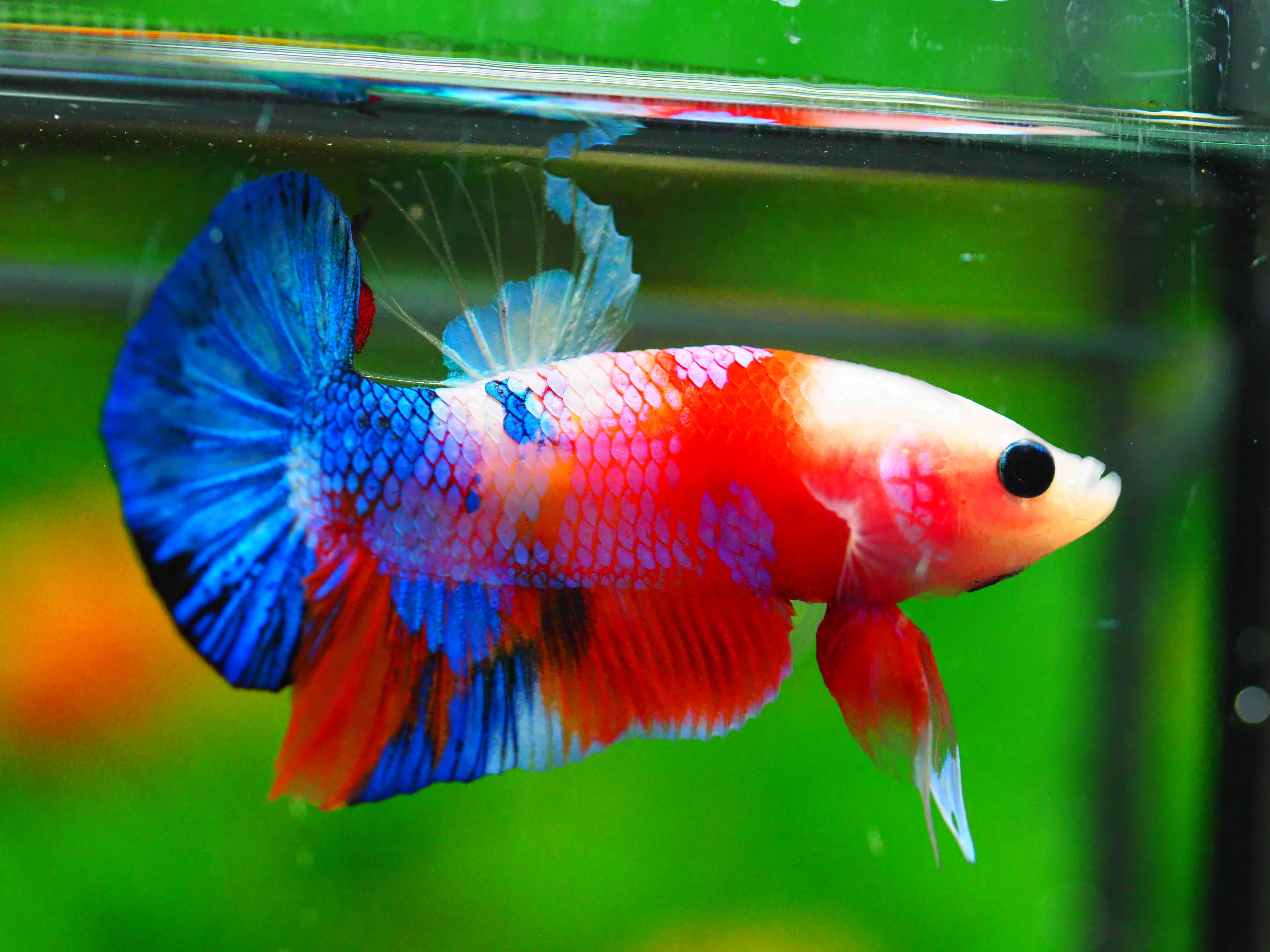 HMPK KOI GALAXY MALE GRADE A +++