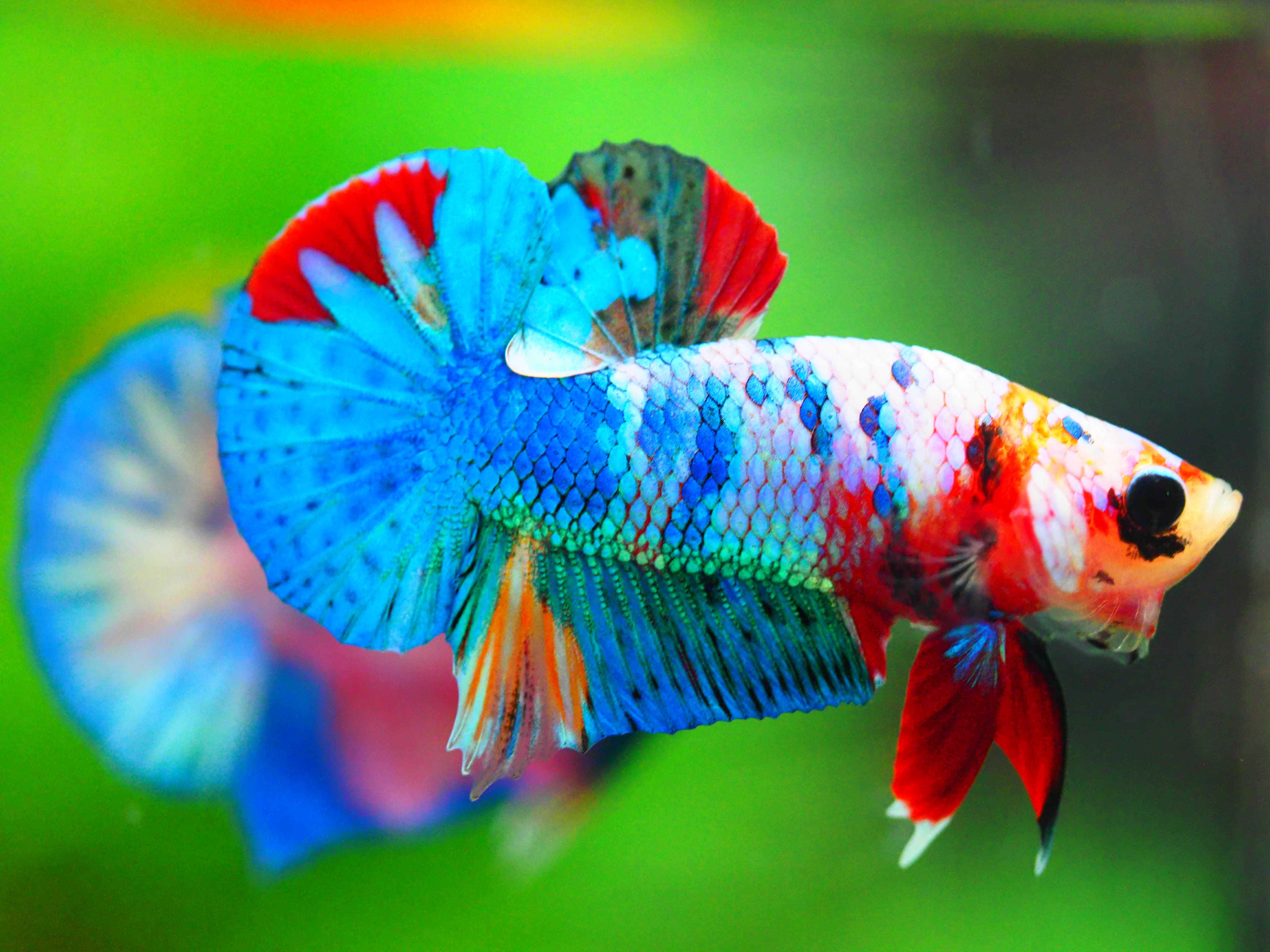 HMPK KOI FANCY MALE GRADE A +++