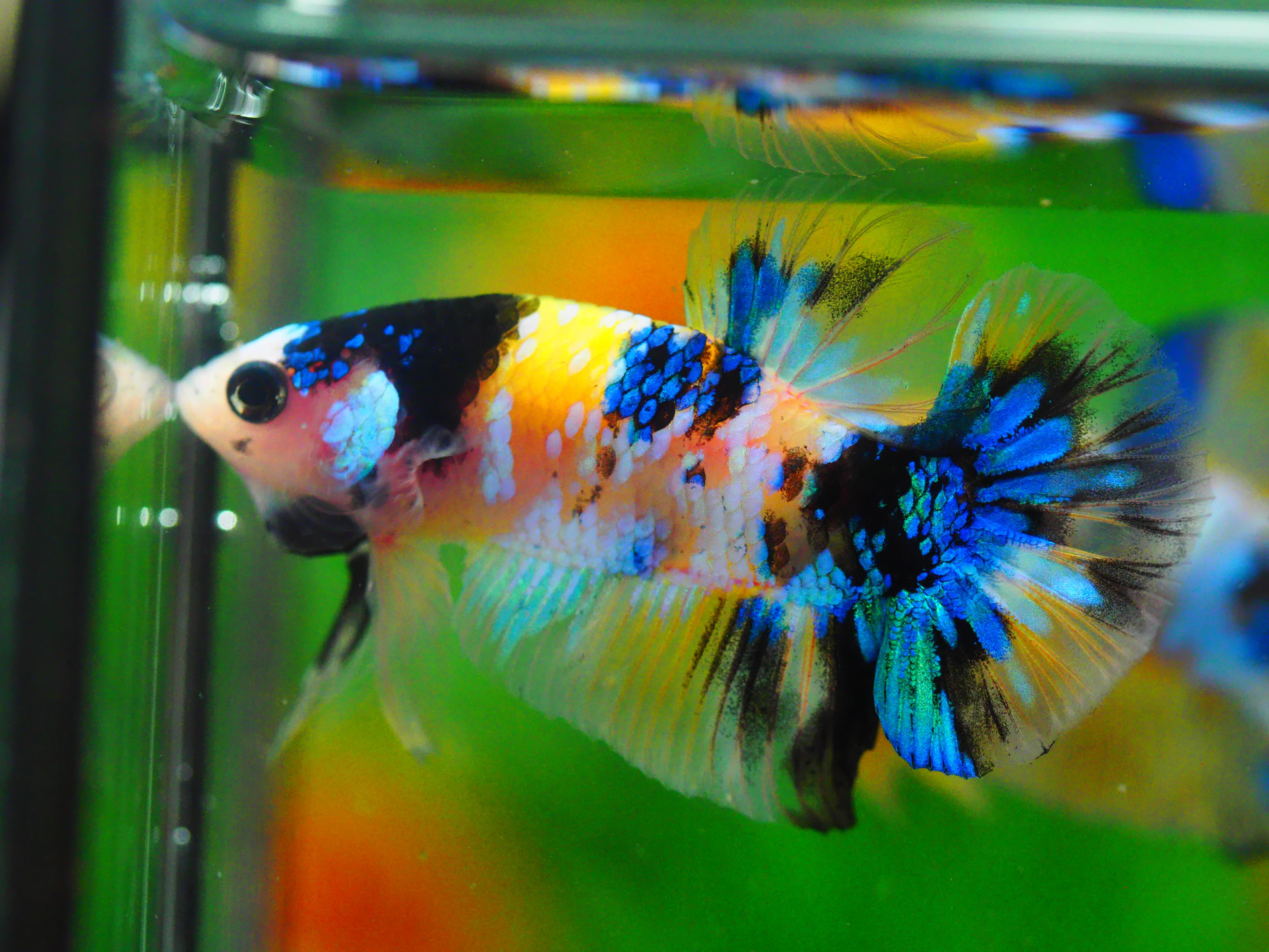 HMPK KOI YELLOW MALE GRADE A +++