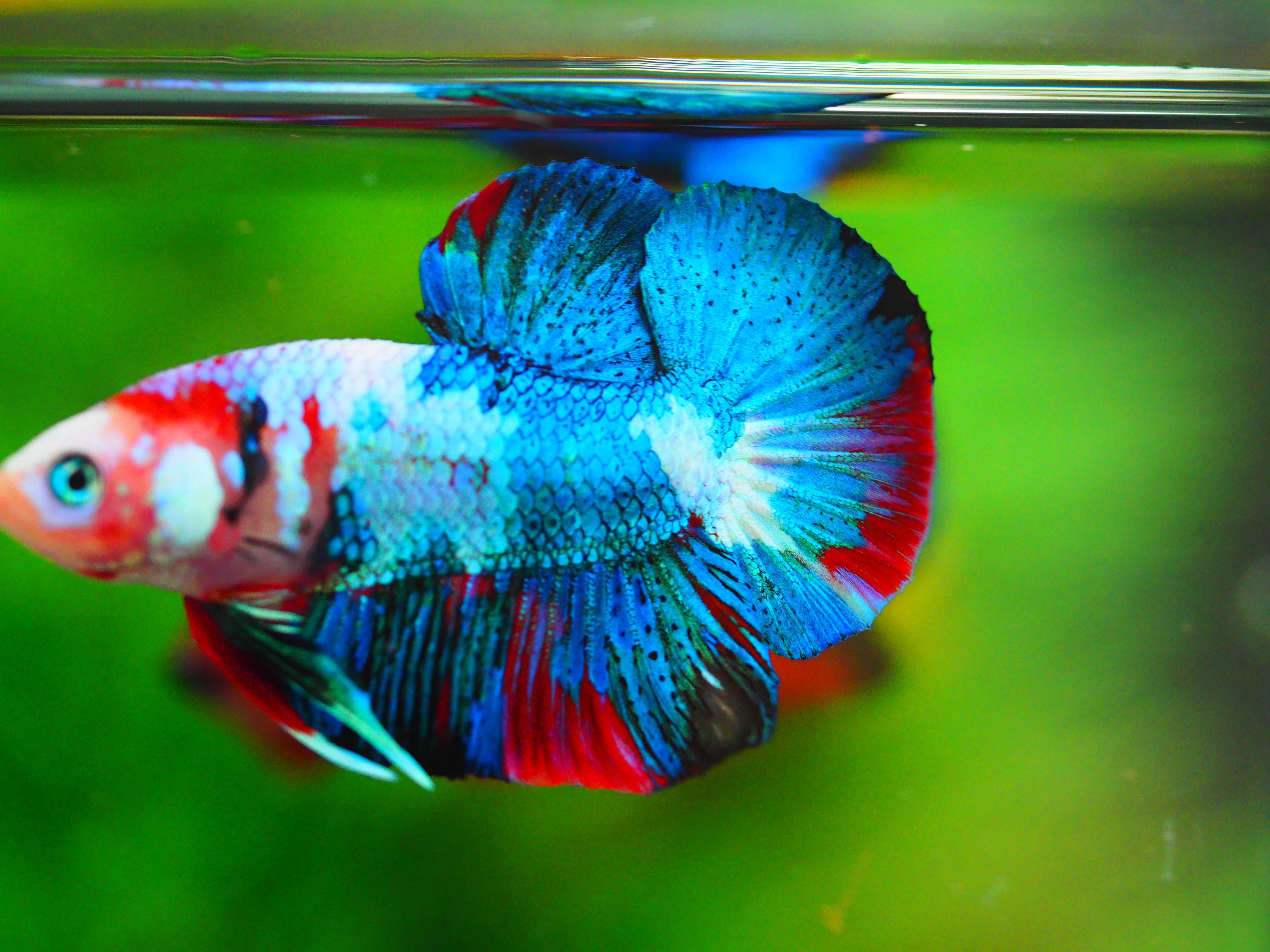 HMPK KOI GALAXY MALE GRADE A+++ ปลาเด็ก