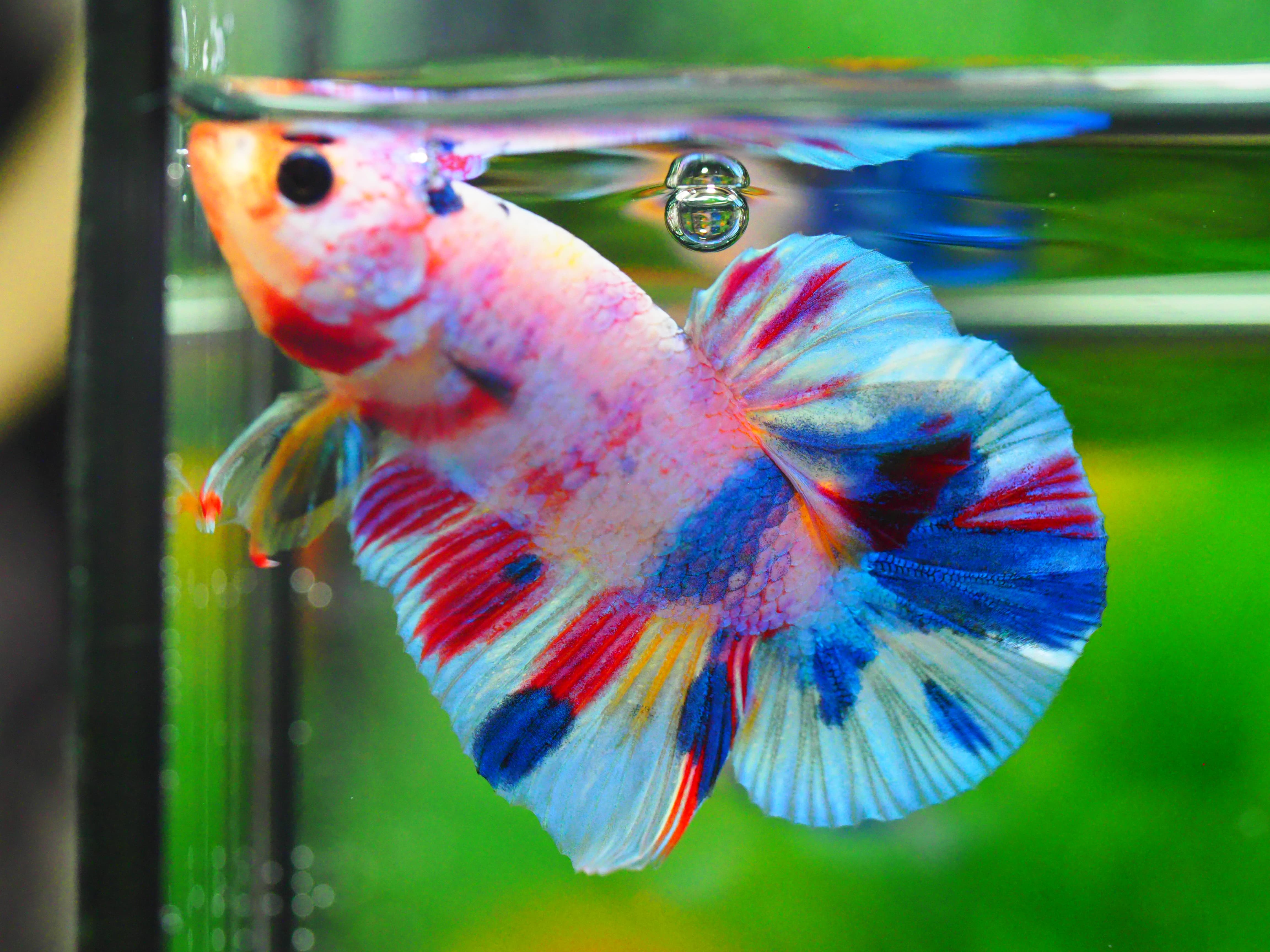 HMPK FANCY MALE GRADE A +++