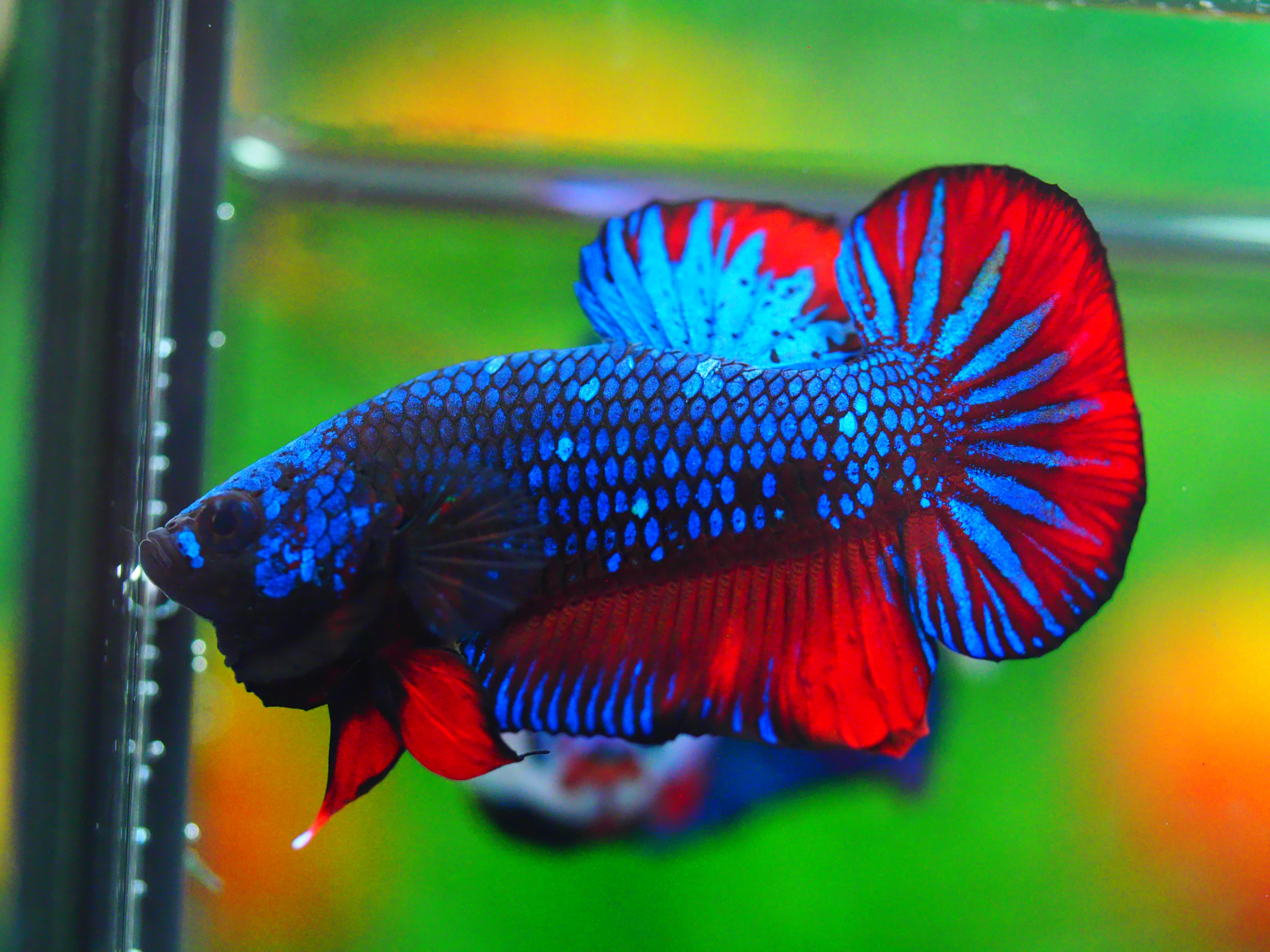 HMPK FANCY MALE GRADE A +++