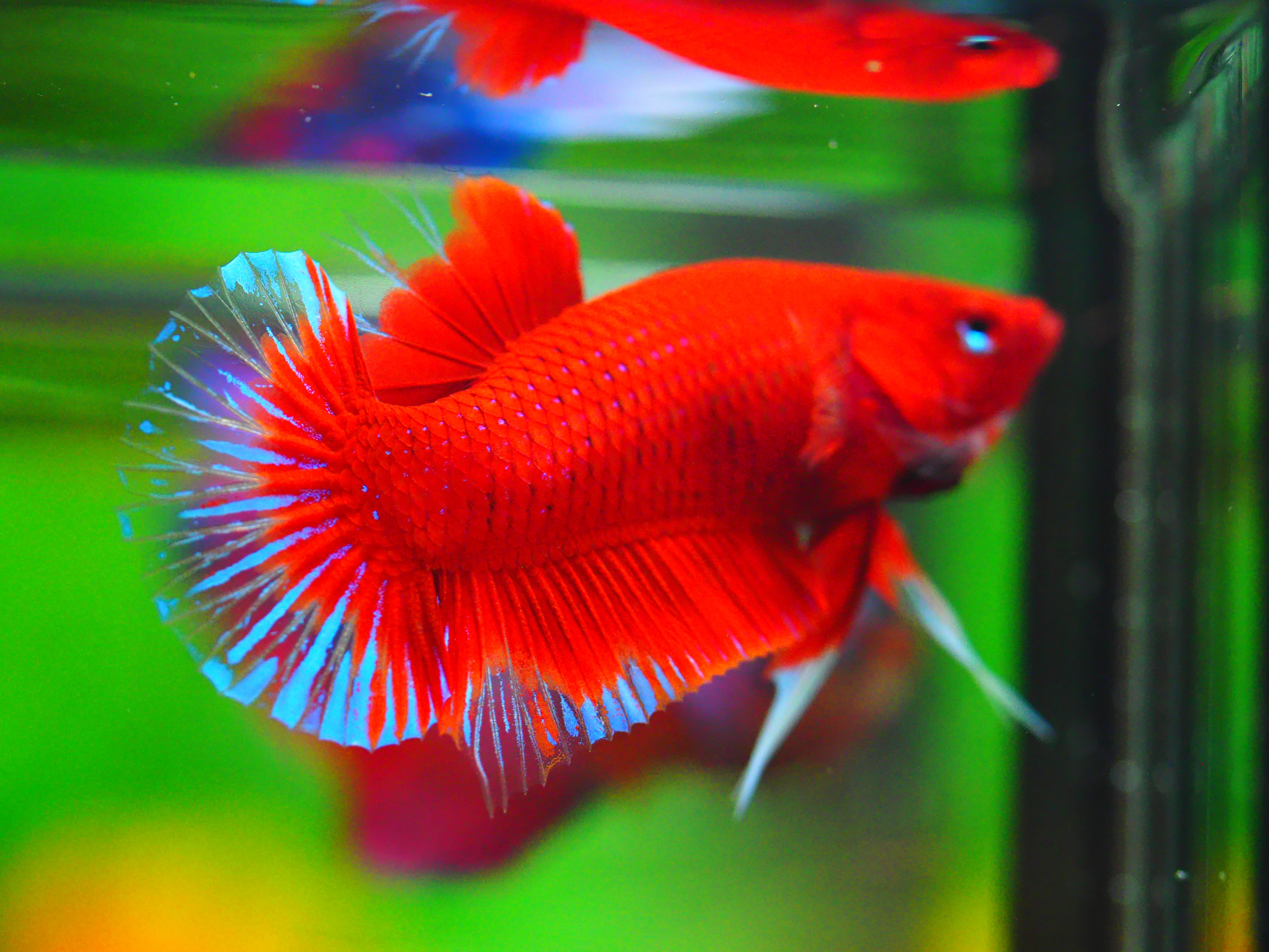 HMPK RED MALE GRADE A +++