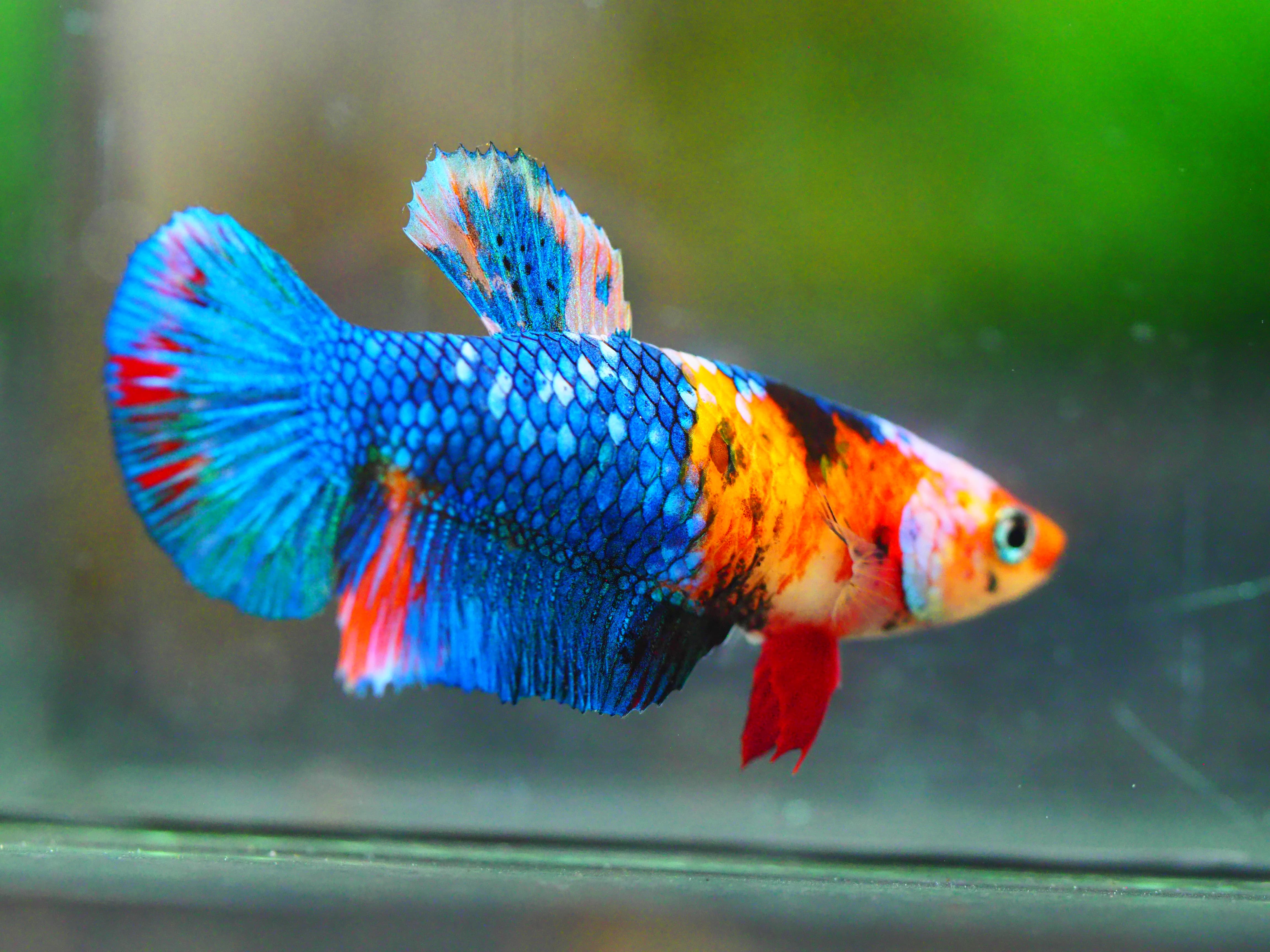 HMPK NEMO GALAXY FNMALE GRADE A +++