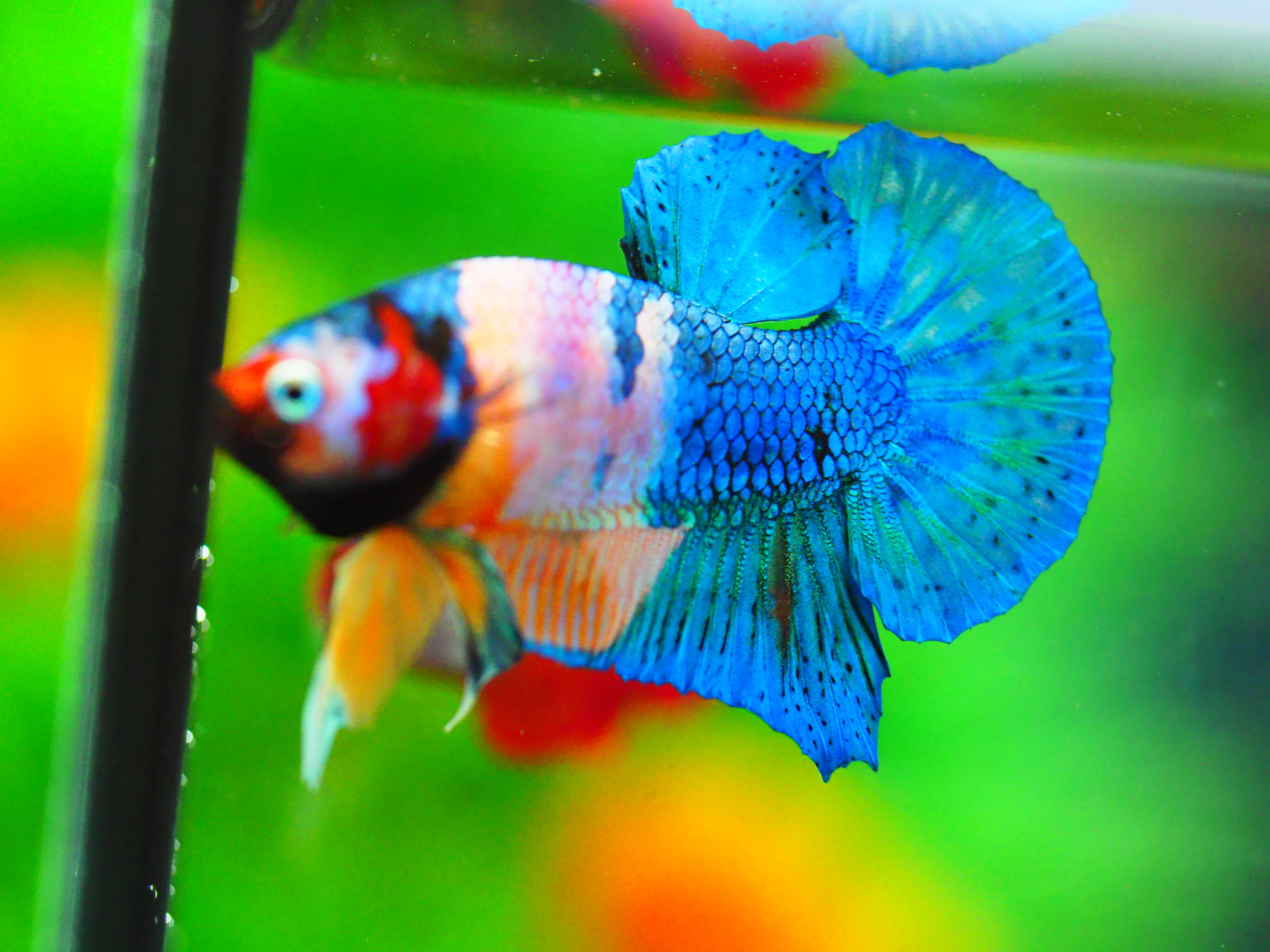 HMPK KOI GALAXY MALE GRADE A +++