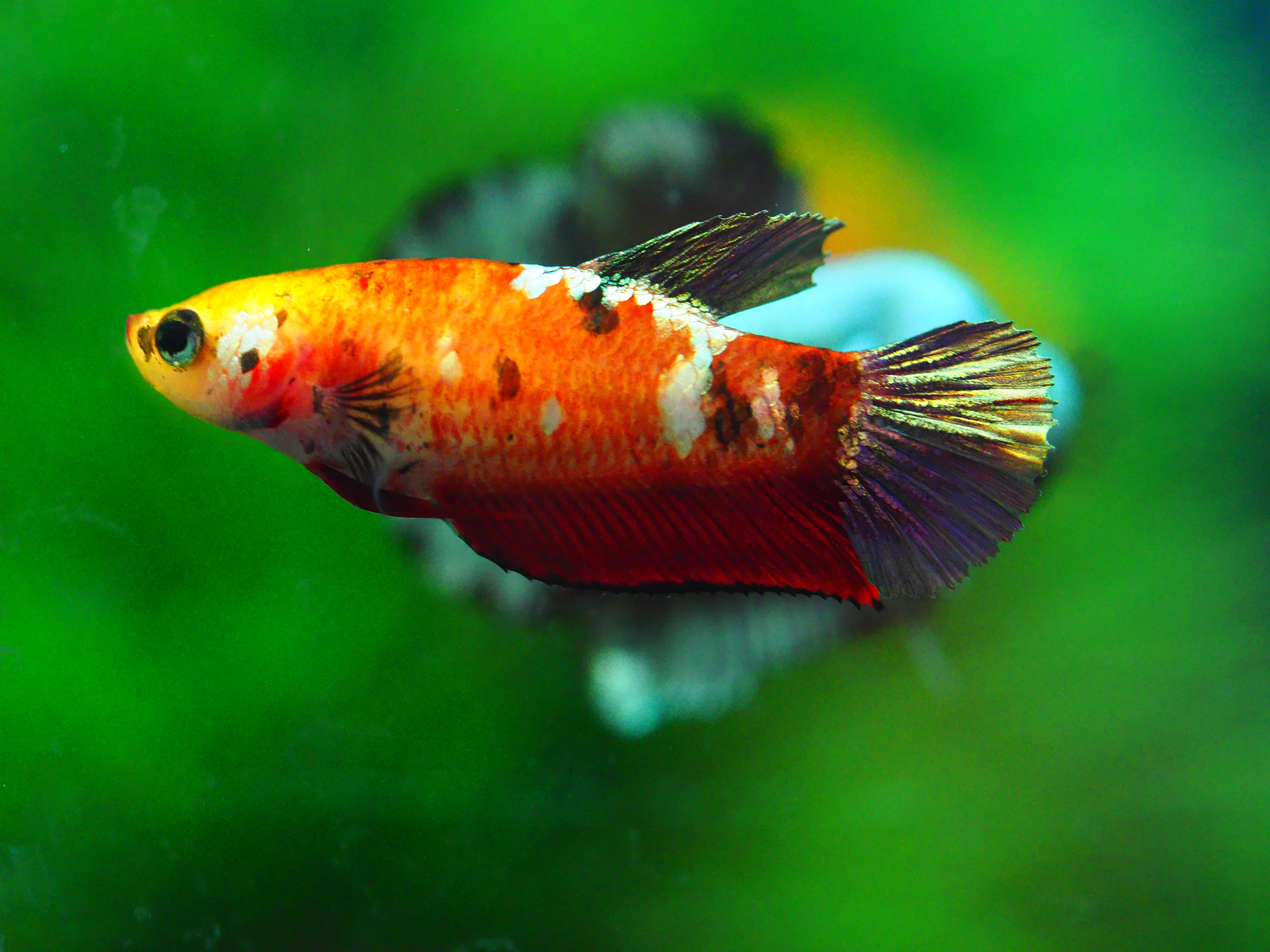 HMPK KOI GALAXY FNMALE GRADE A +++