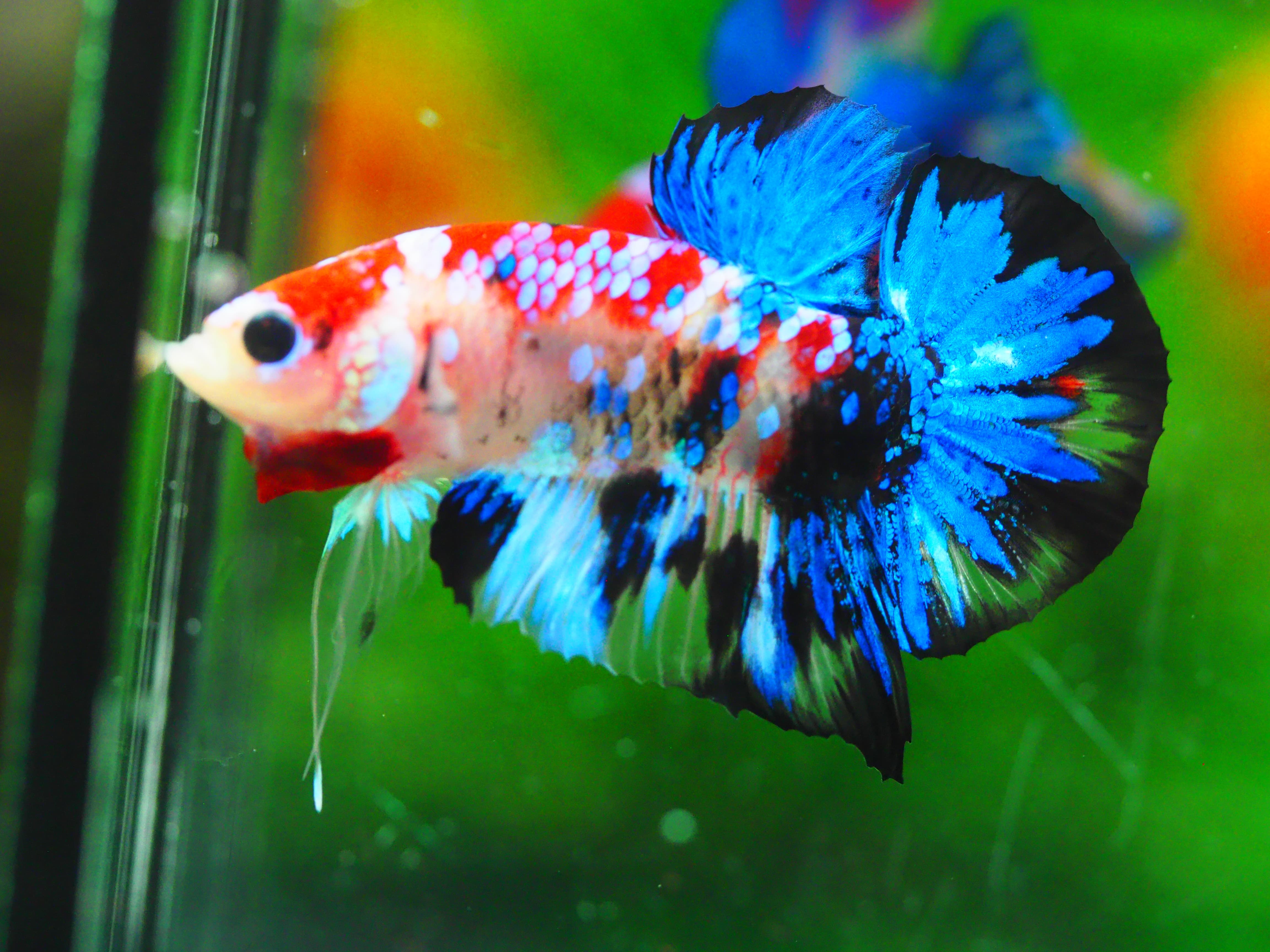 HMPK KOI GALAXY MALE GRADE A +++