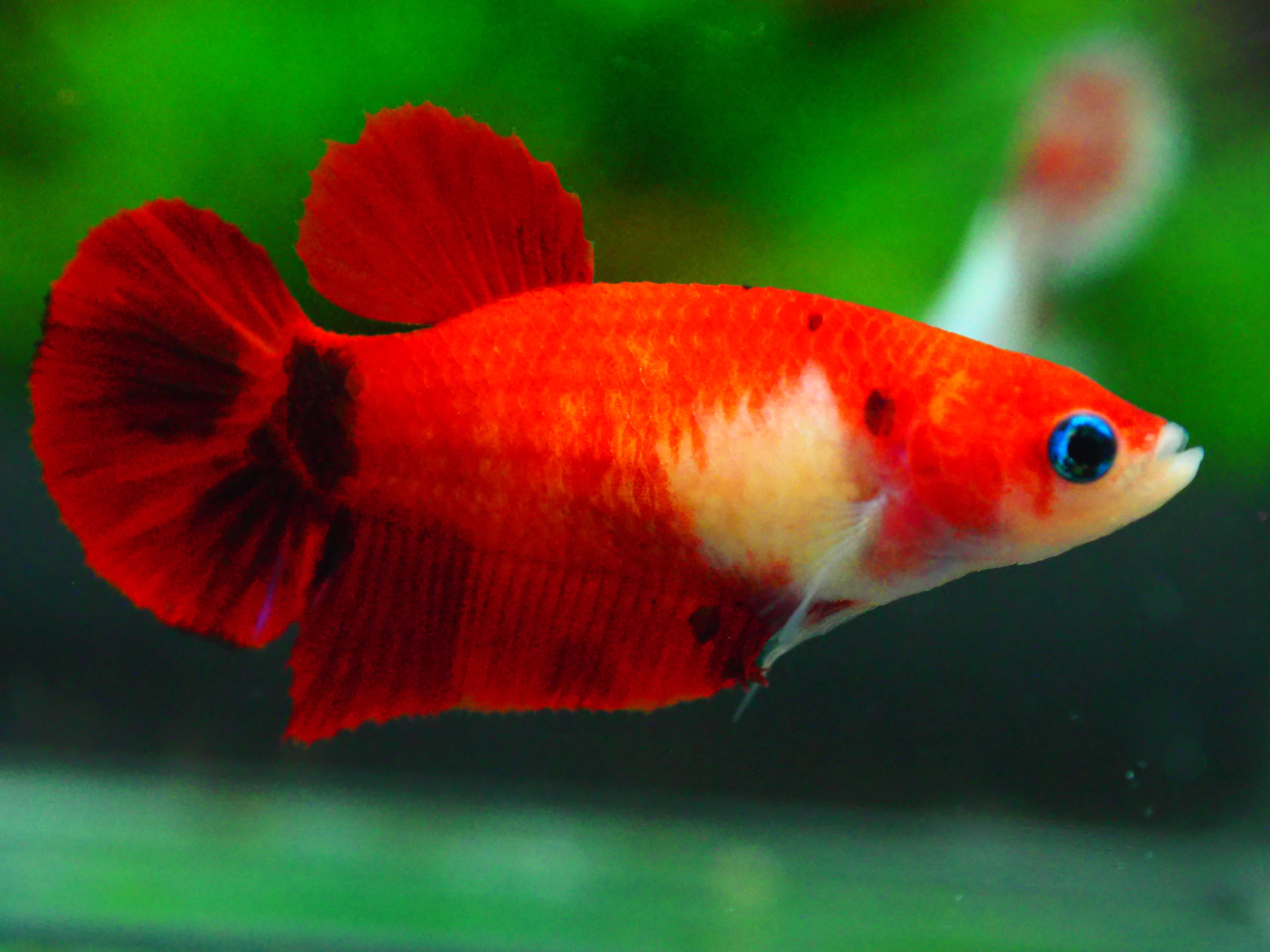 HMPK KOI FN MALE GRADE A +++