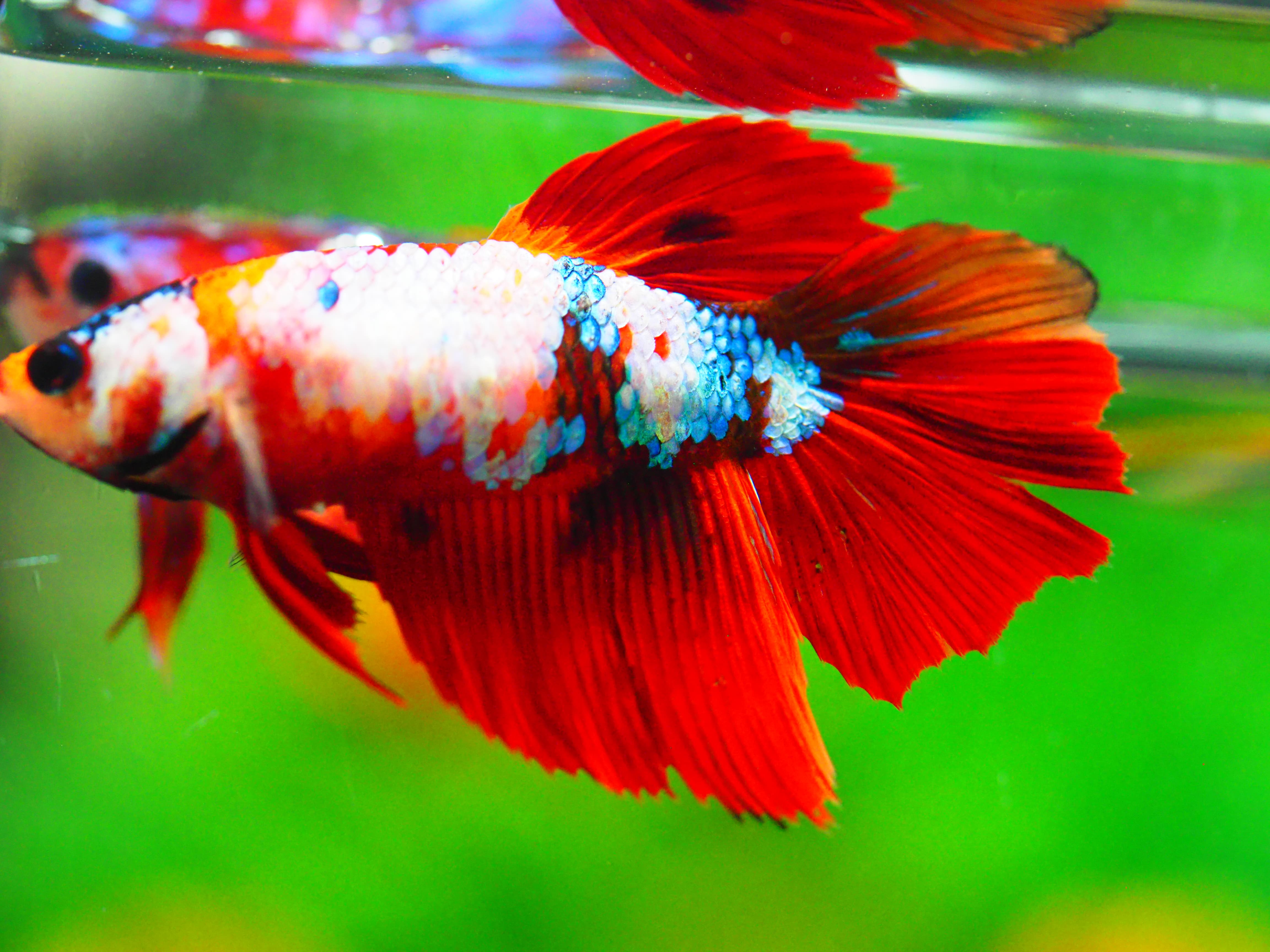 HM NEMO GALAXY FNMALE GRADE A +++