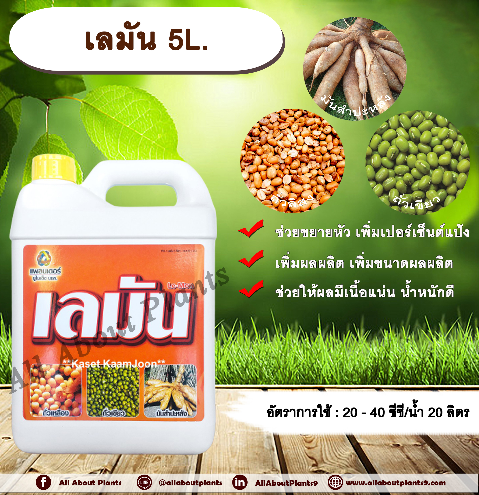 เลมัน 5L. ขยายหัวมัน มันหัวโต เพิ่มเปอร์เซ็นต์แป้ง เพิ่มผลผลิต เพิ่มขนาดผลผลิตช่วยให้ผลมีเนื้อแน่น น้ำหนักดี ฮอร์โมนพืช allaboutplants กระติก