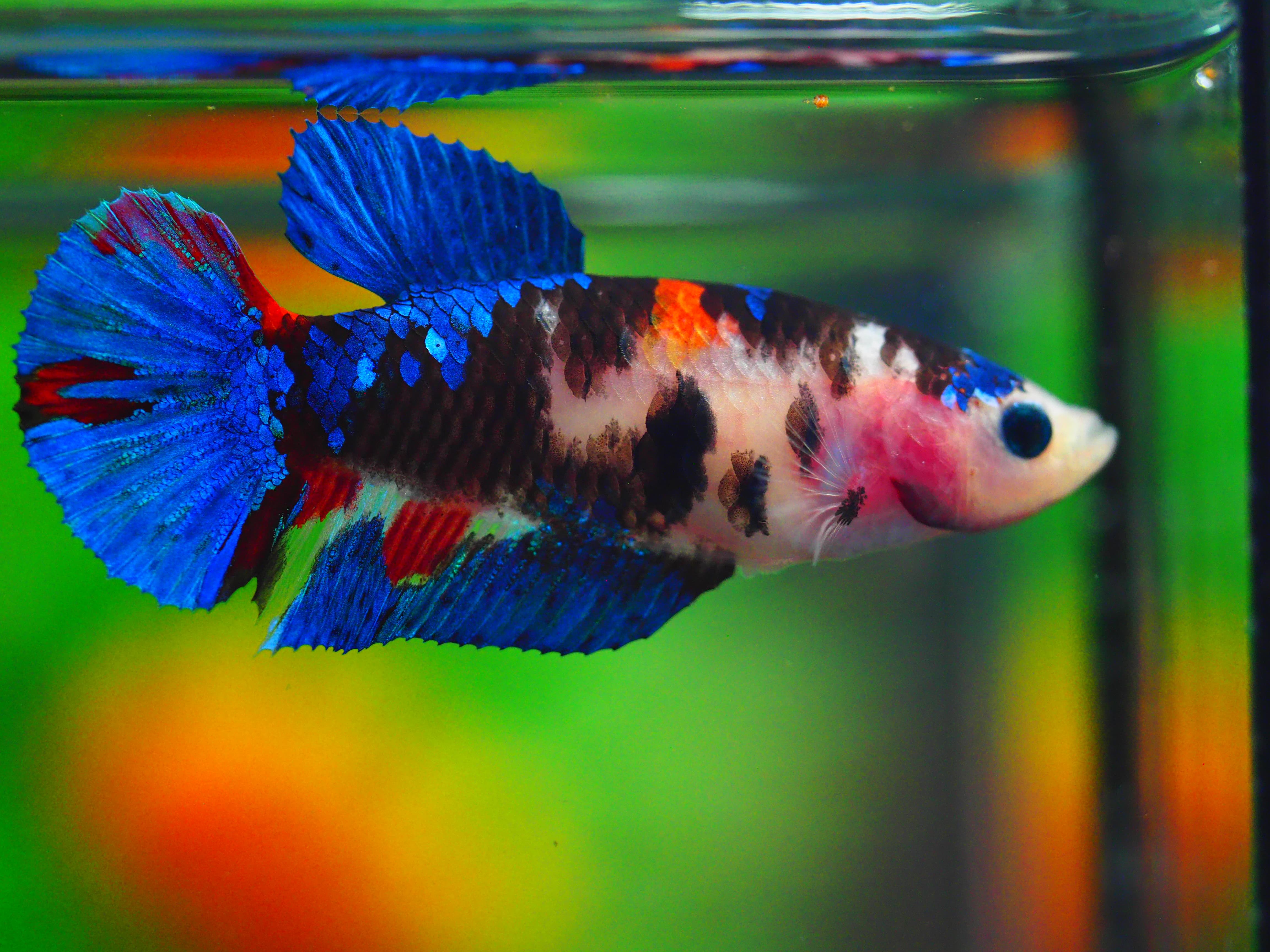 HMPK KOI GLAXY GRADE A++ FEMALE