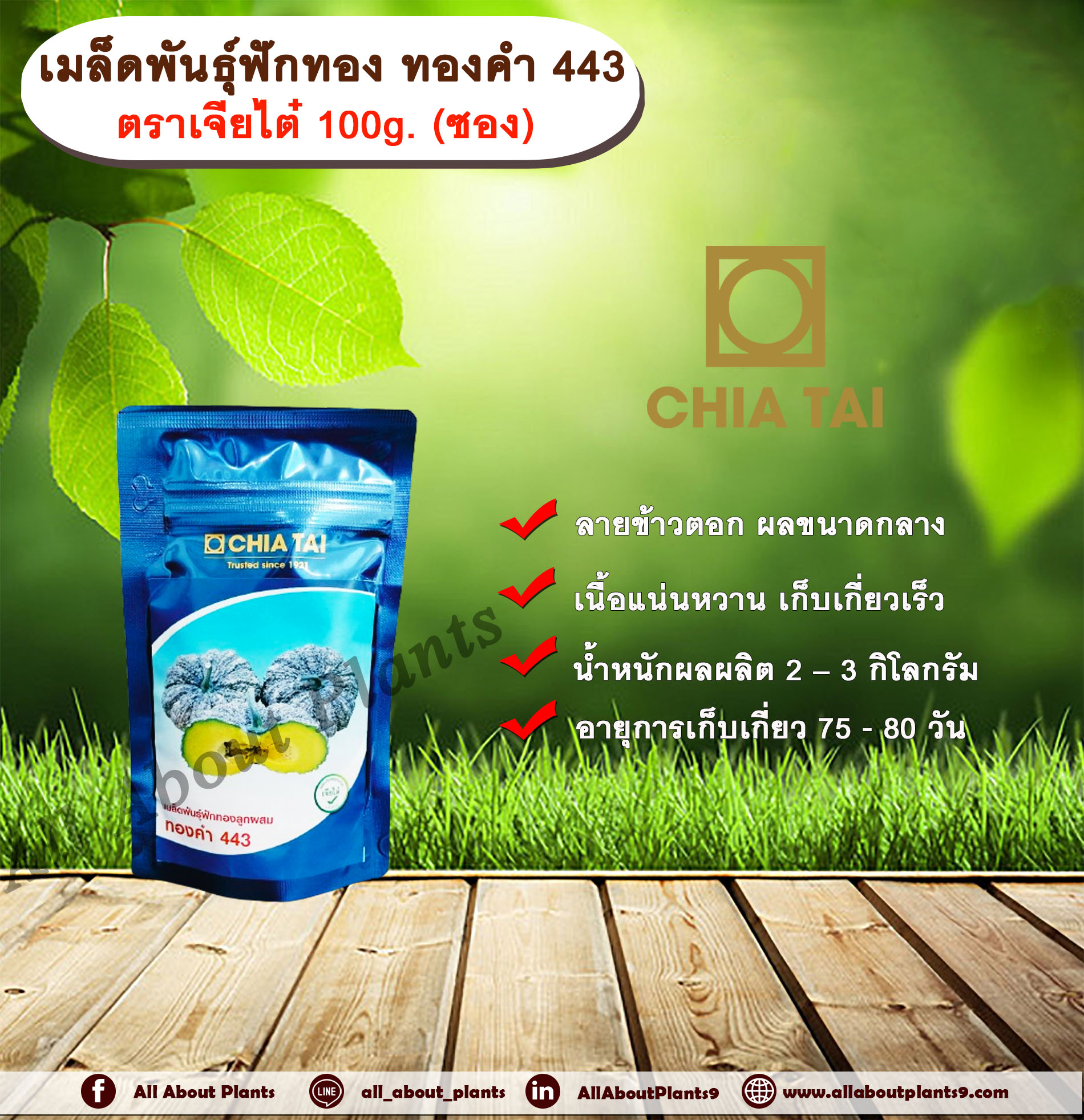 เมล็ดพันธุ์ฟักทอง ทองคำ 443 ตราเจียไต๋ 100g. (ซอง) เมล็ดพันธุ์ เมล็ดพันธุ์ผัก เมล็ดพันธุ์พืช เมล็ดพันธุ์ฟักทอง ลายข้าวตอก ผลขนาดกลาง เนื้อแน่นหวาน เก็บเกี่ยวเร็ว ซอง